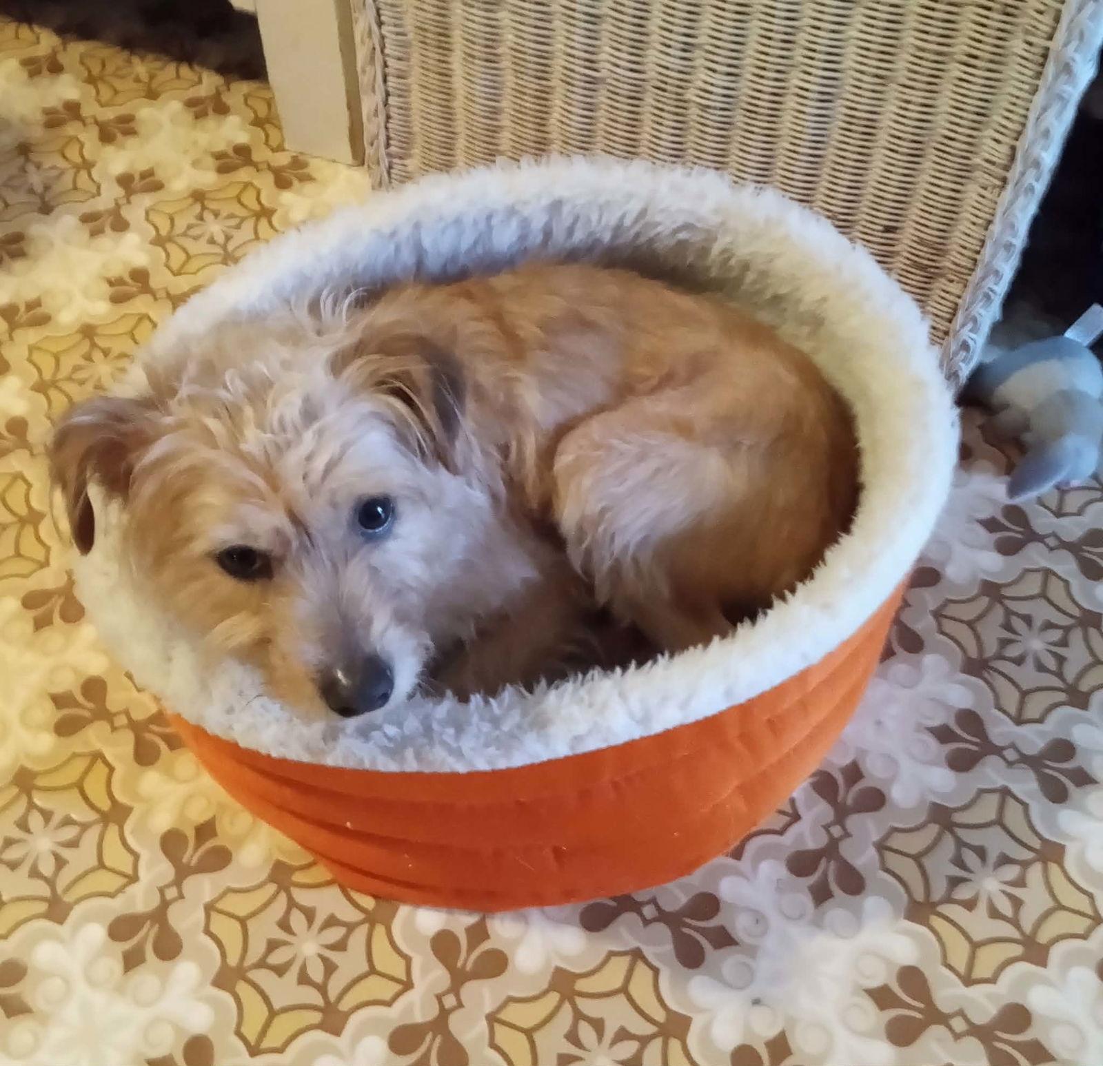 Enlarge Spirit, a Adoptable mixed breed in Berwick, PA image 1/3