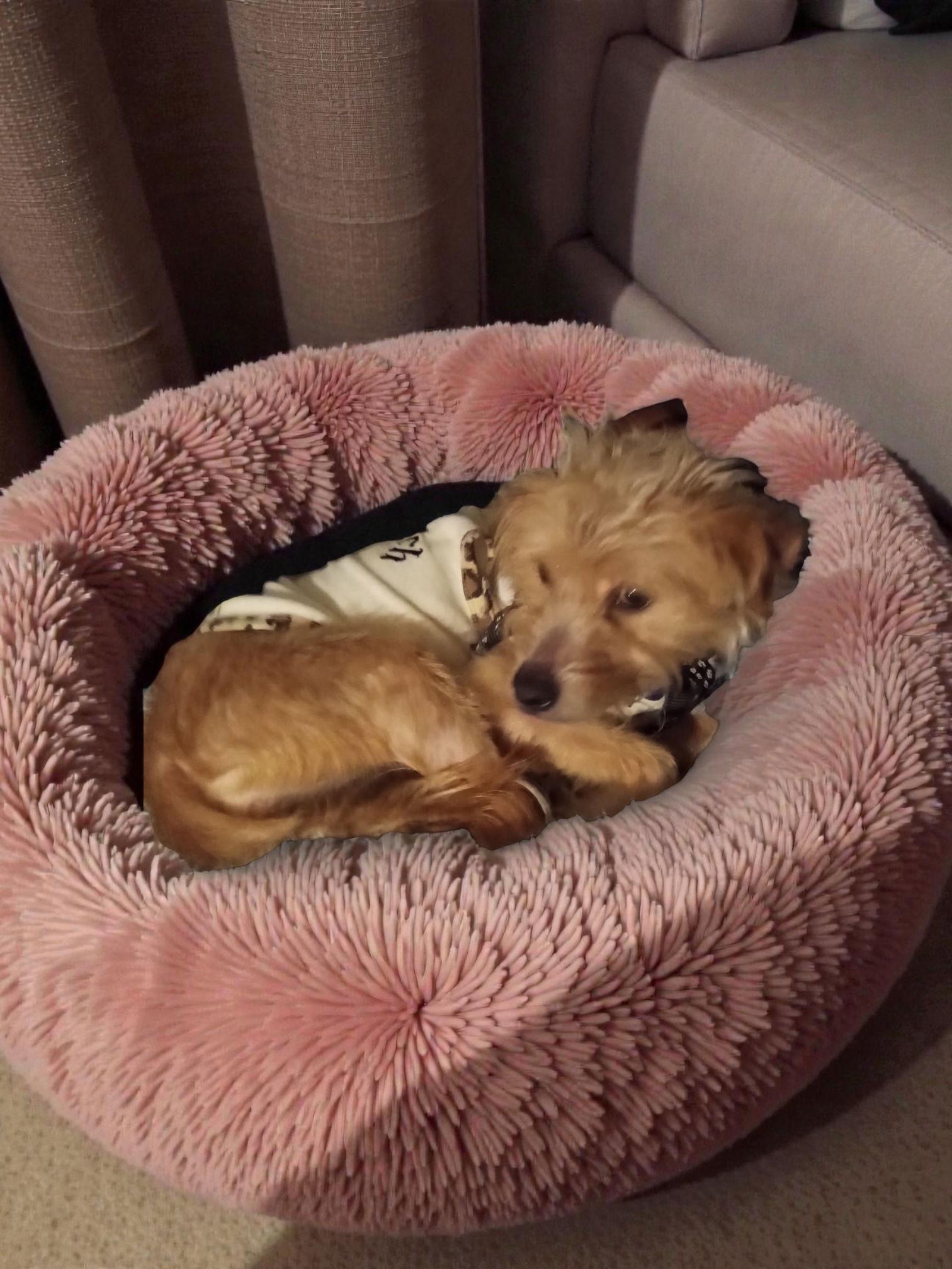 Enlarge Spirit, a Adoptable mixed breed in Berwick, PA image 2/3