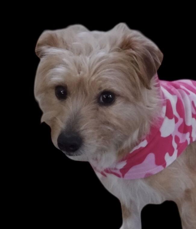 Enlarge Spirit, a Adoptable mixed breed in Berwick, PA image 3/3