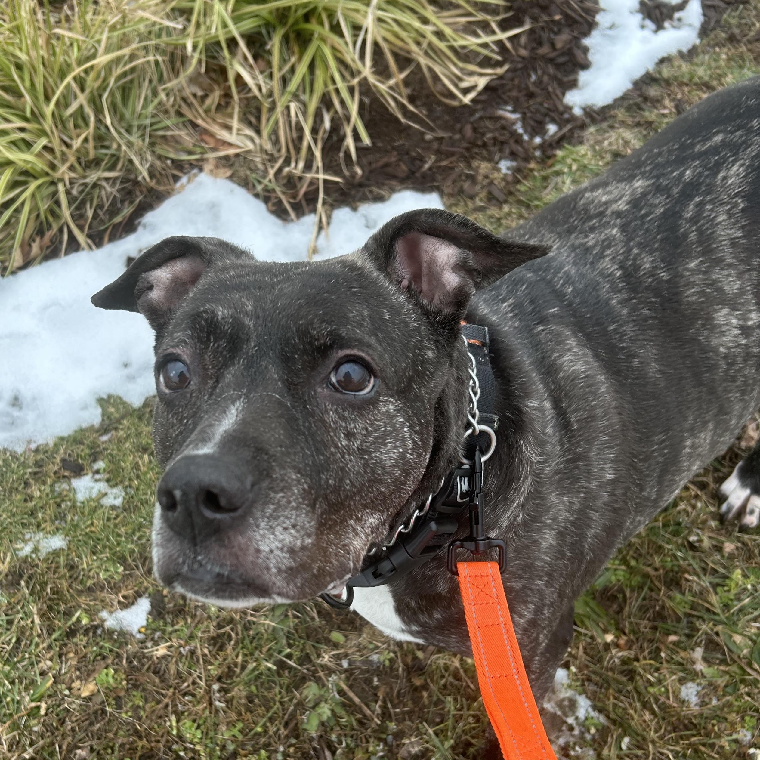 Enlarge Layla, a ADOPTABLE Mixed Breed in Milford, CT image 4/4