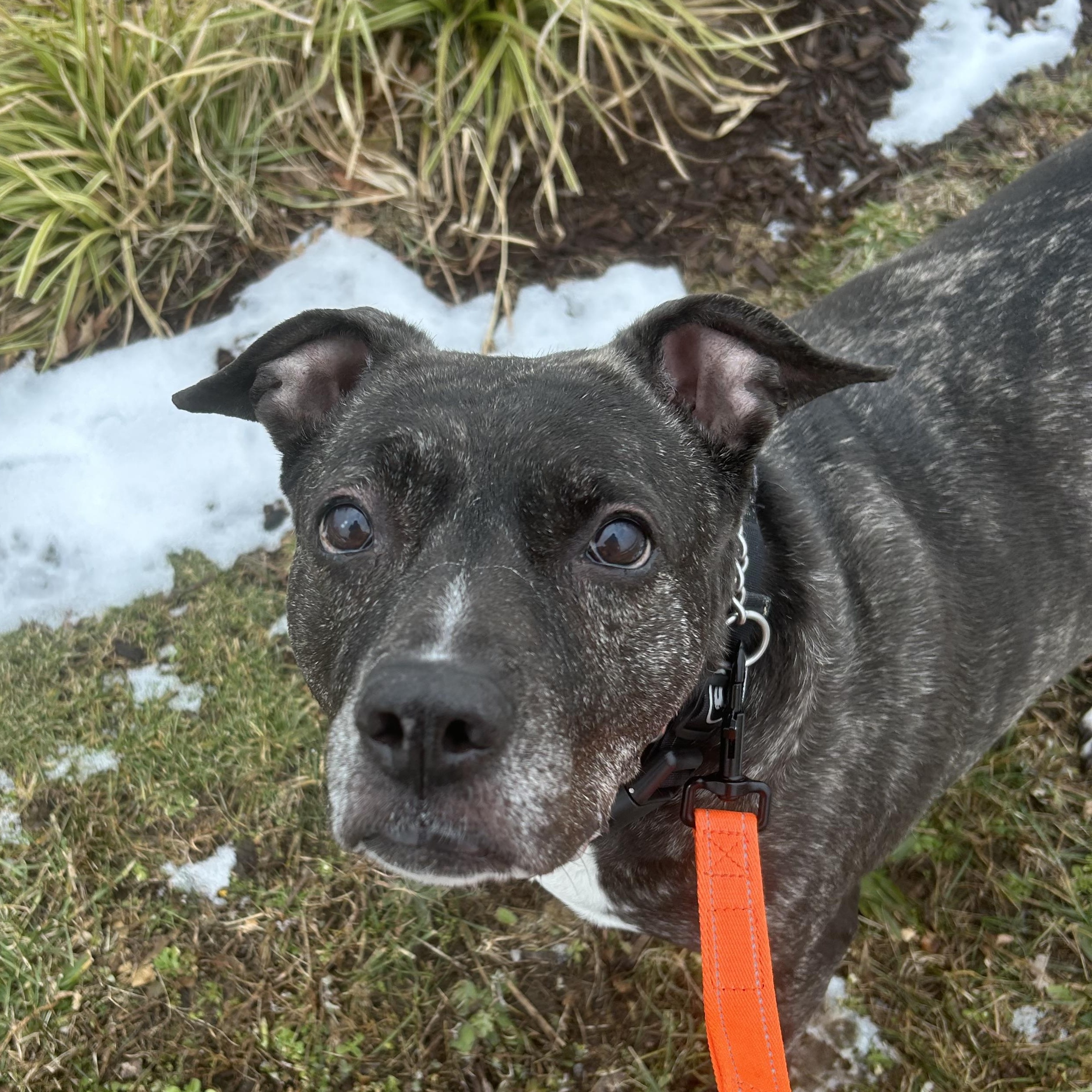 Enlarge Layla, a ADOPTABLE Mixed Breed in Milford, CT image 3/4