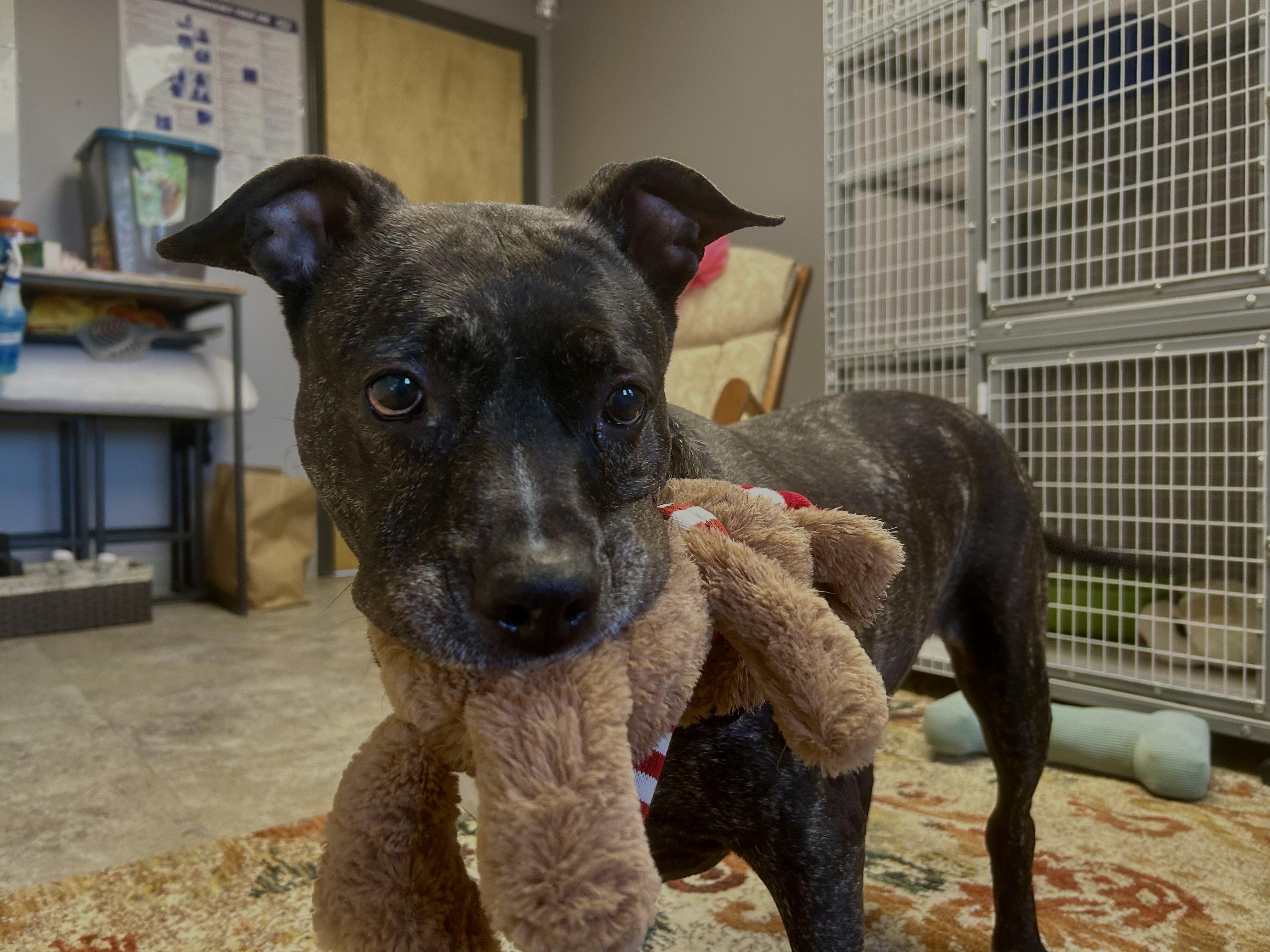 Enlarge Layla, a ADOPTABLE Mixed Breed in Milford, CT image 1/4