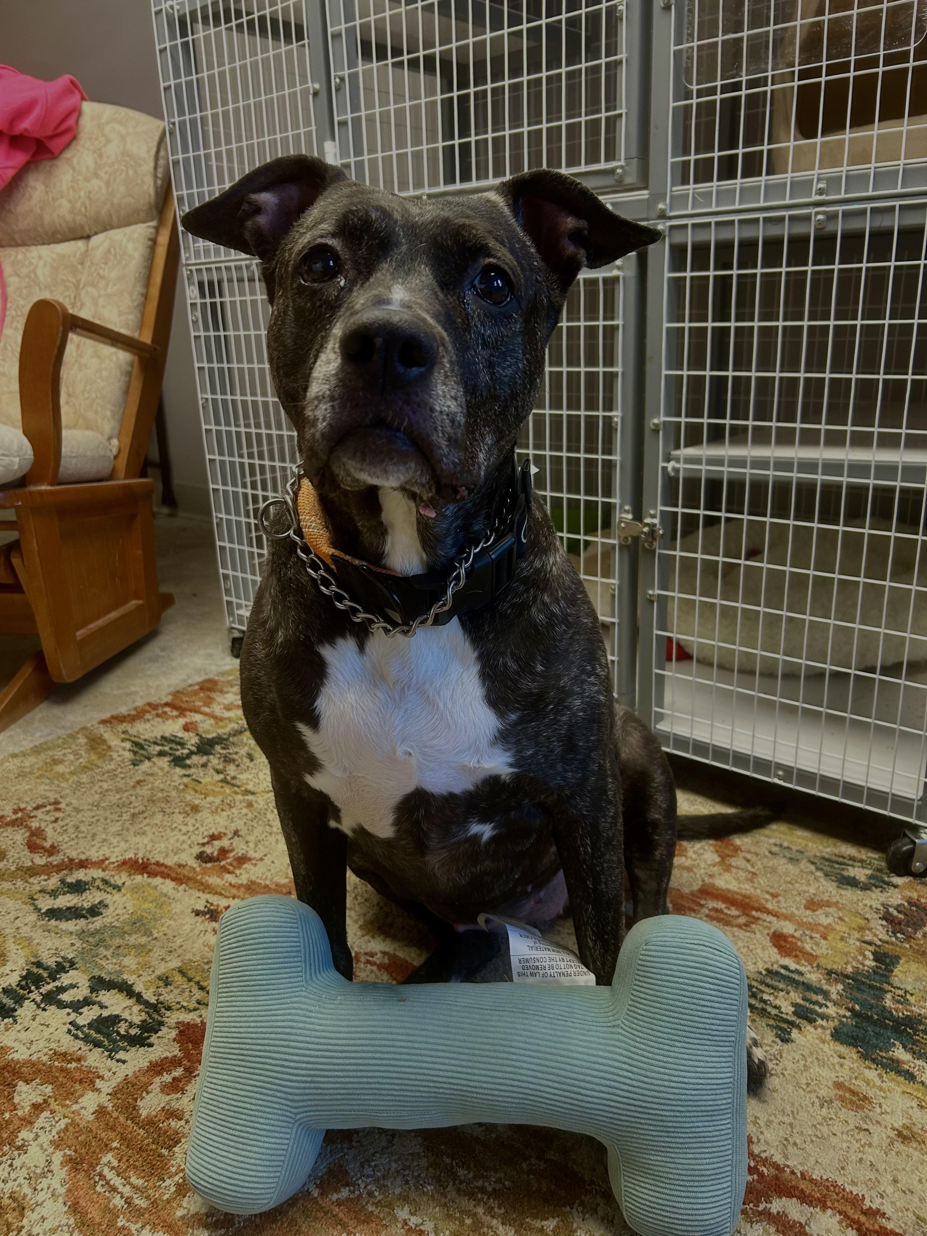 Enlarge Layla, a ADOPTABLE Mixed Breed in Milford, CT image 2/4