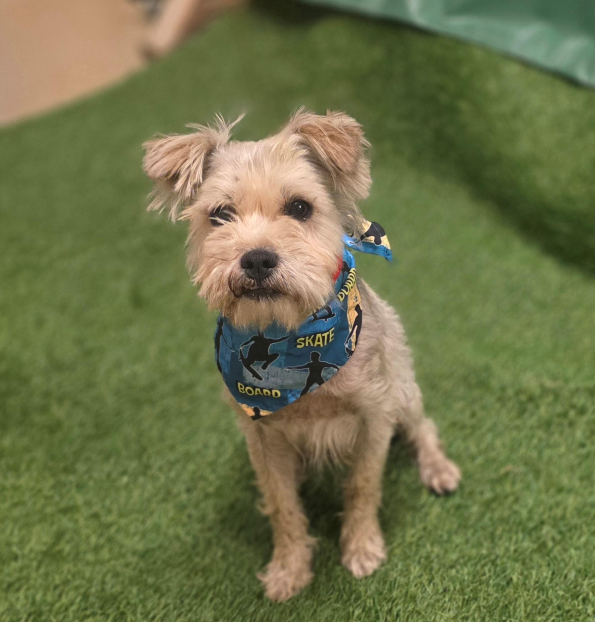 Todd-177794, ADOPTABLE, Adult Male Miniature Schnauzer.