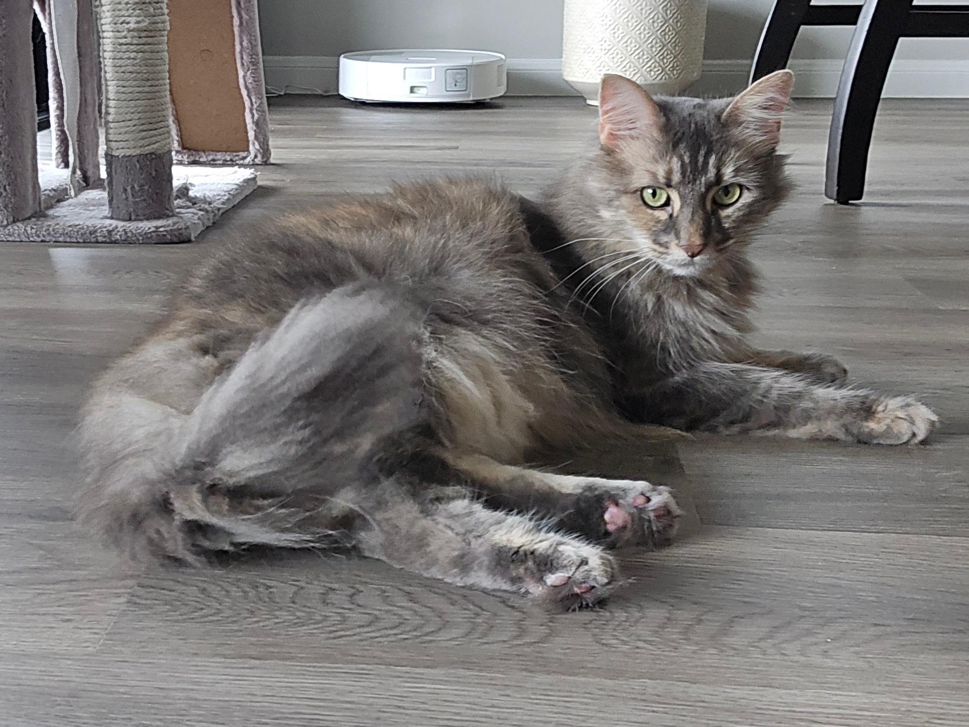 Nala, a ADOPTABLE mixed breed in Luling, TX image 2/4