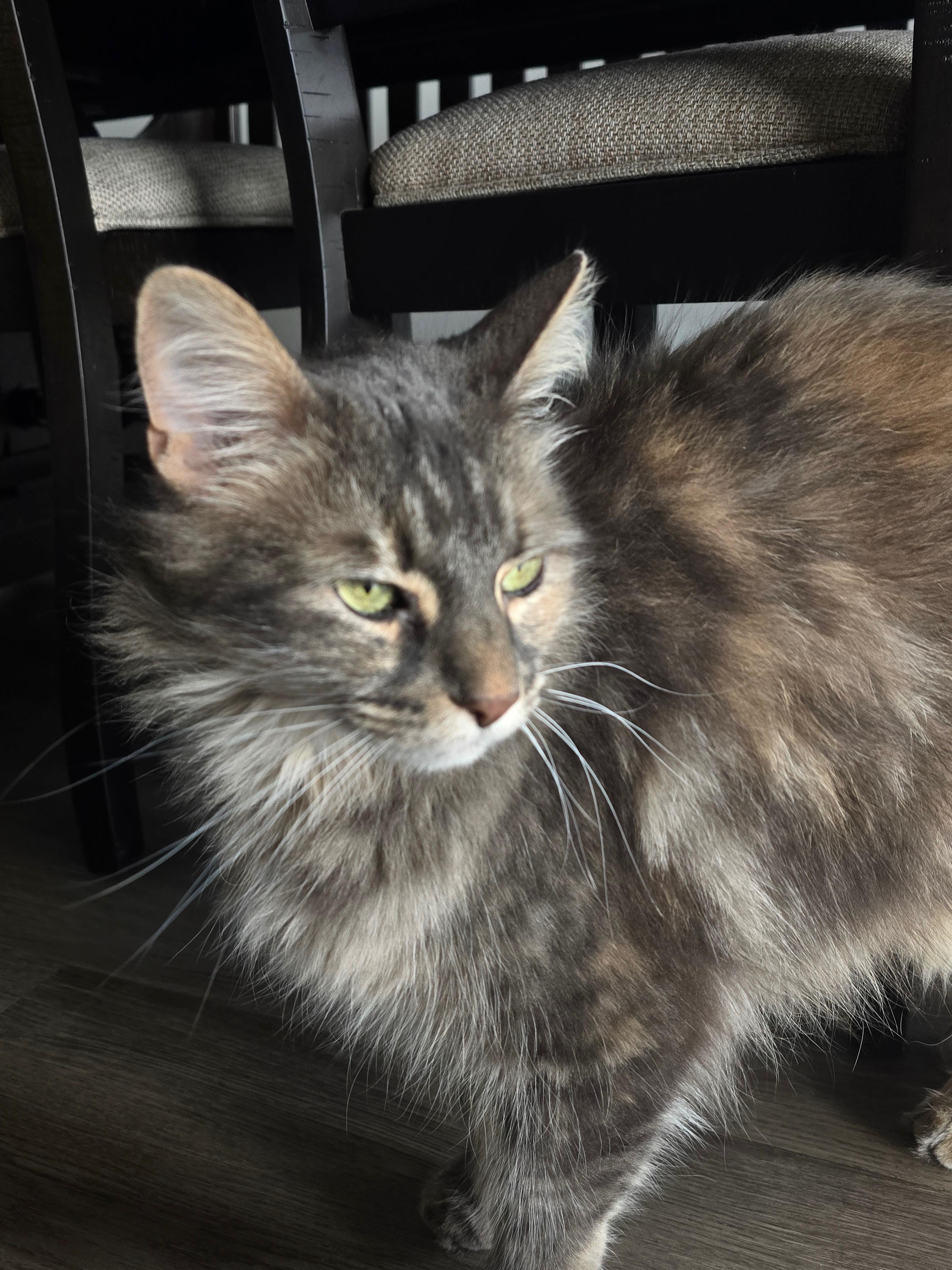 Nala, a ADOPTABLE mixed breed in Luling, TX image 4/4