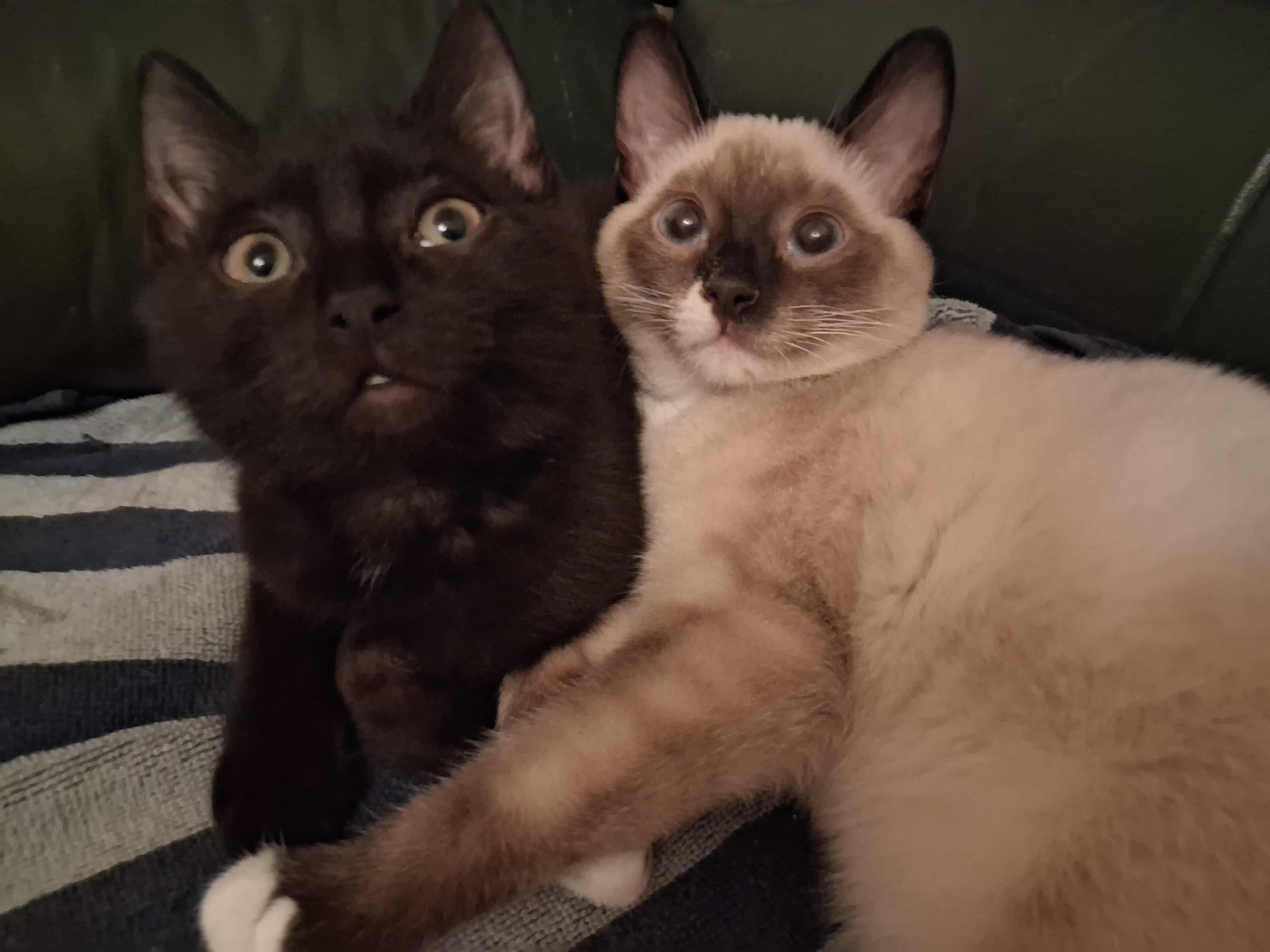 Xina and Little Bear, ADOPTABLE, Young Female Domestic Short Hair.