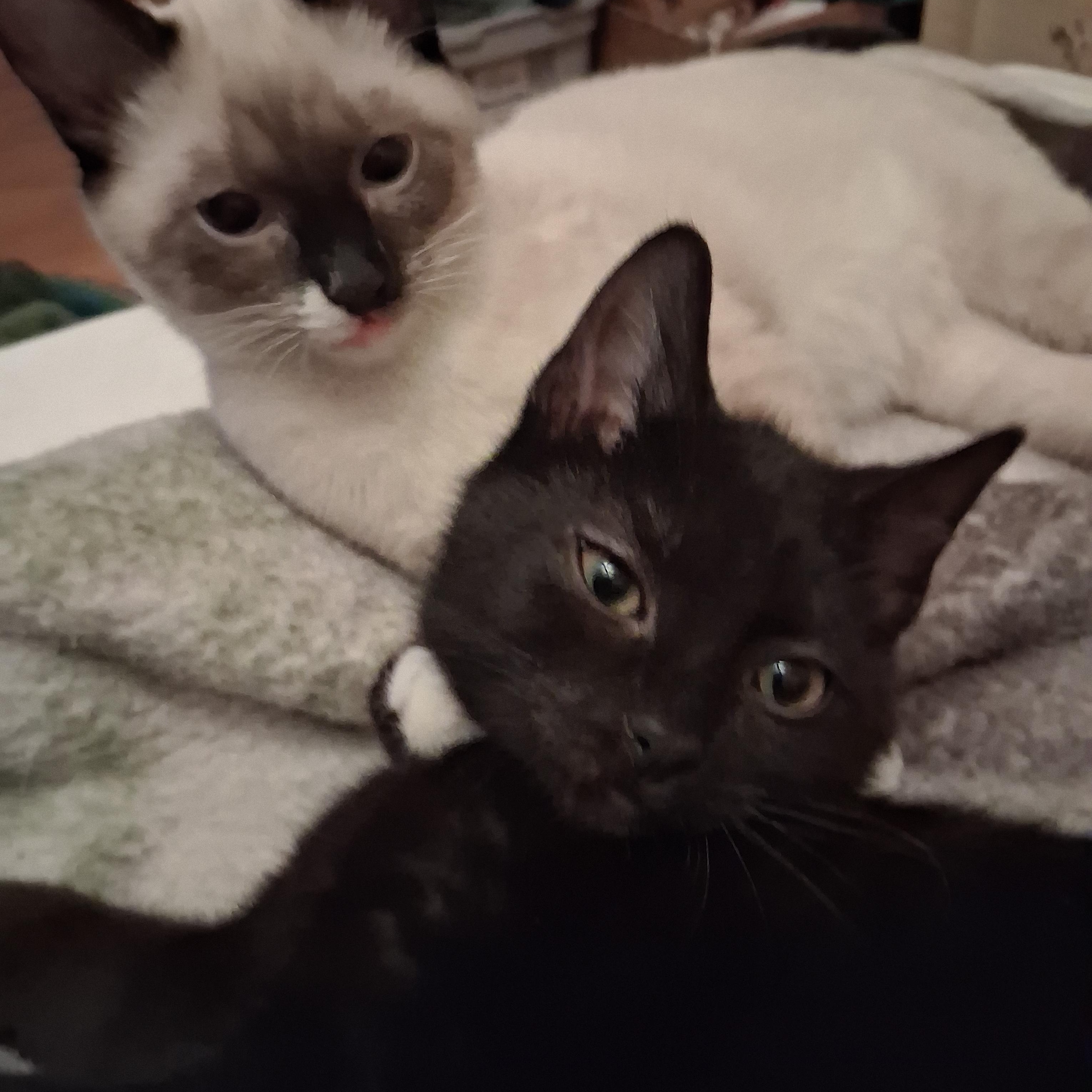 Xina and Little Bear, a ADOPTABLE Domestic Short Hair in Mishawaka, IN image 3/3