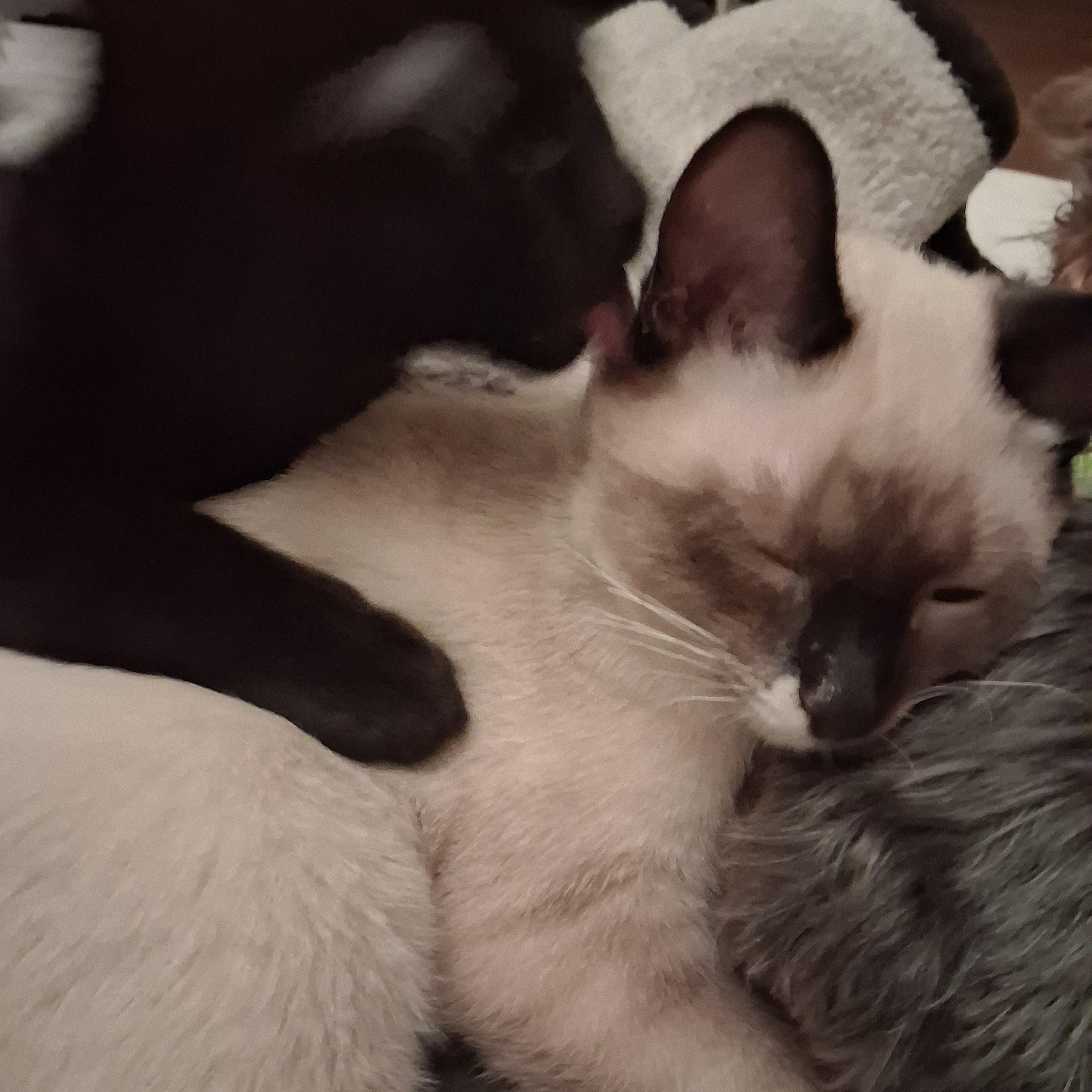 Xina and Little Bear, a ADOPTABLE Domestic Short Hair in Mishawaka, IN image 2/3