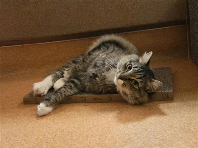 SOPHIE, Adoptable, Young Female Domestic Medium Hair.