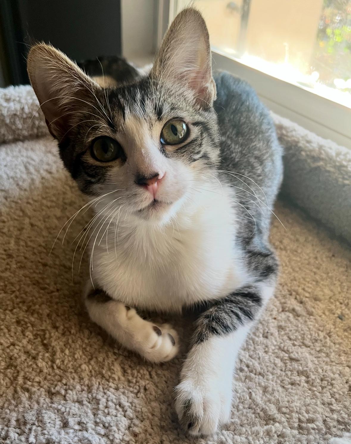 Kai, ADOPTABLE, Kitten Male Domestic Short Hair.