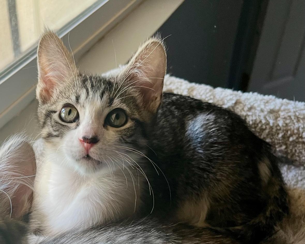 Enlarge Kai, a ADOPTABLE Domestic Short Hair in La Canada, CA image 2/2