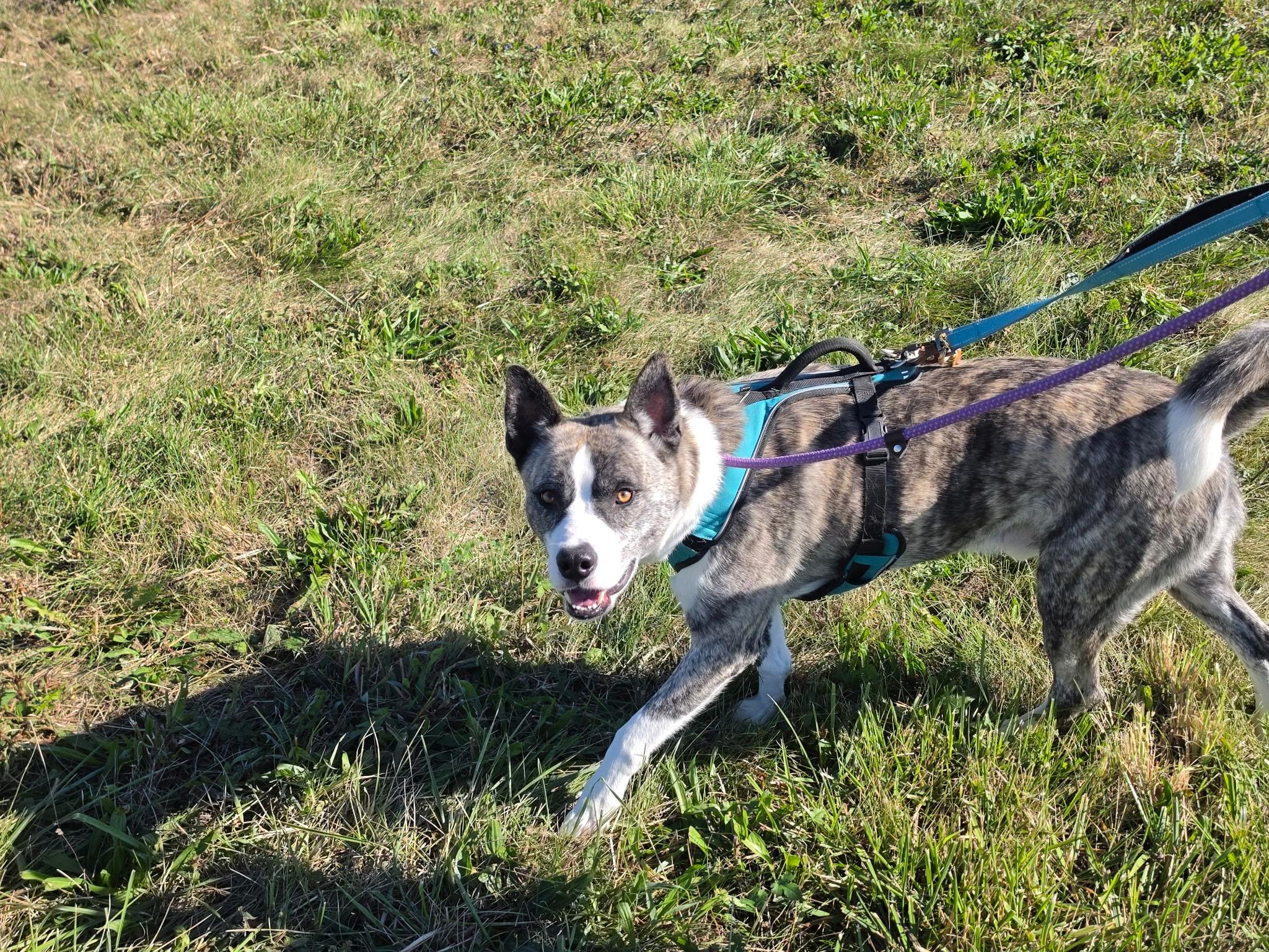 Enlarge Moose, a Adoptable mixed breed in Chicago, IL image 4/5
