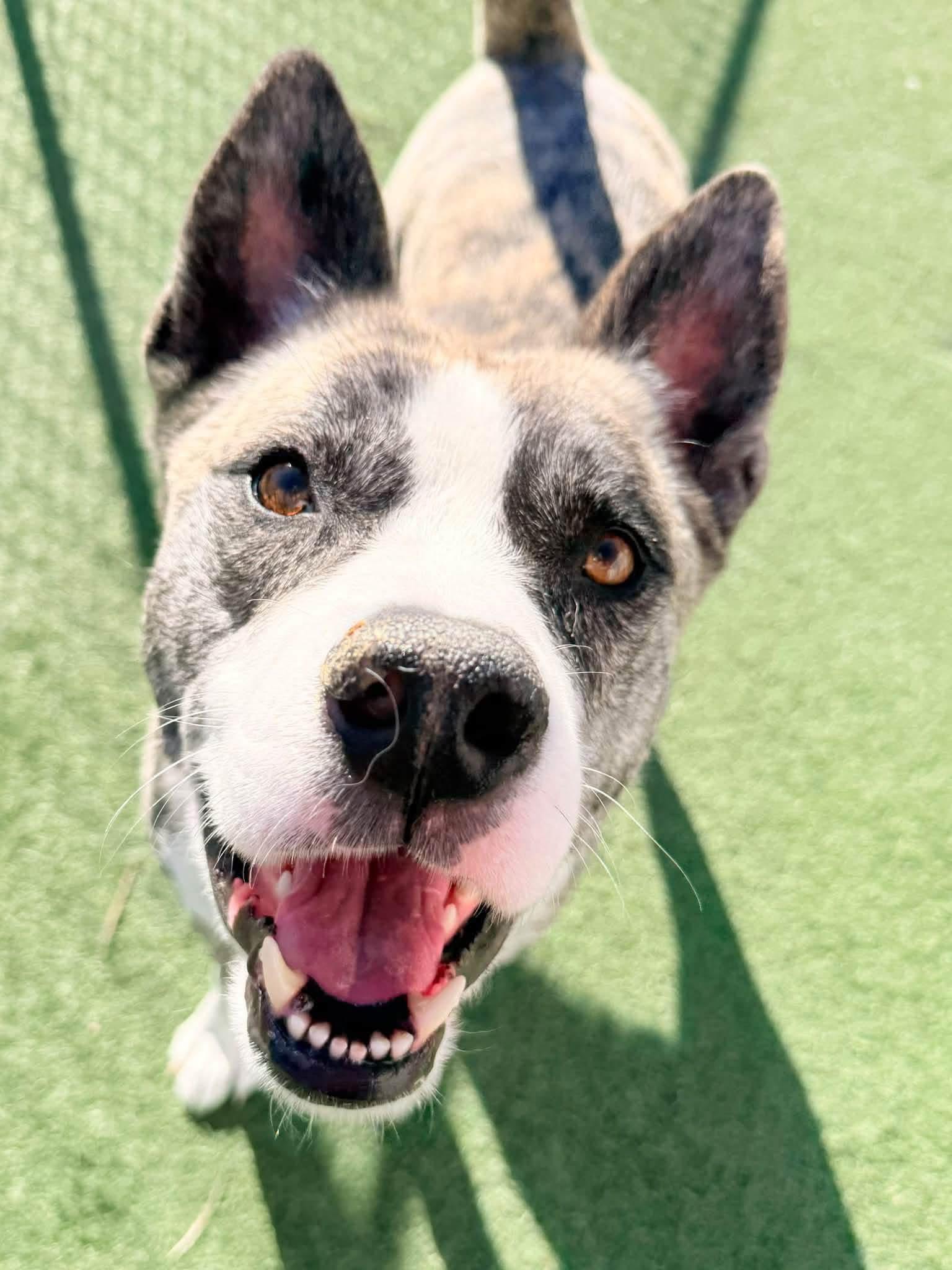 Enlarge Moose, a Adoptable mixed breed in Chicago, IL image 1/5