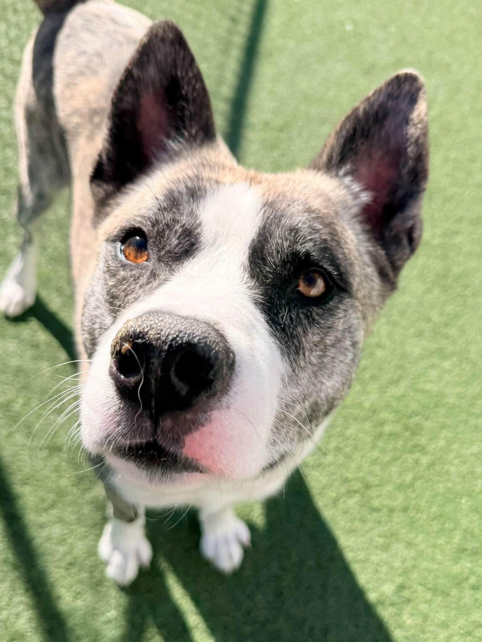 Enlarge Moose, a Adoptable mixed breed in Chicago, IL image 2/5