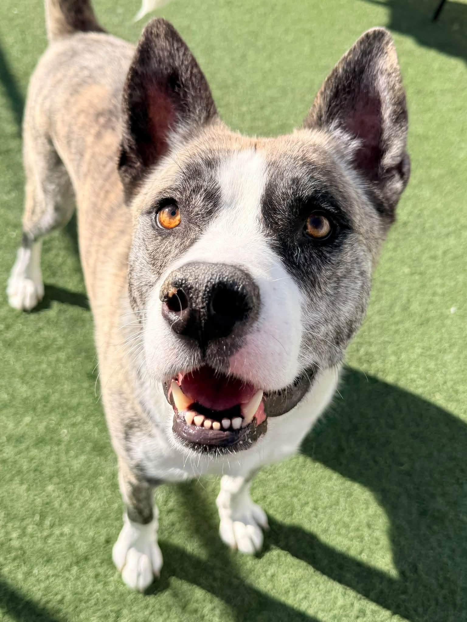Enlarge Moose, a Adoptable mixed breed in Chicago, IL image 3/5