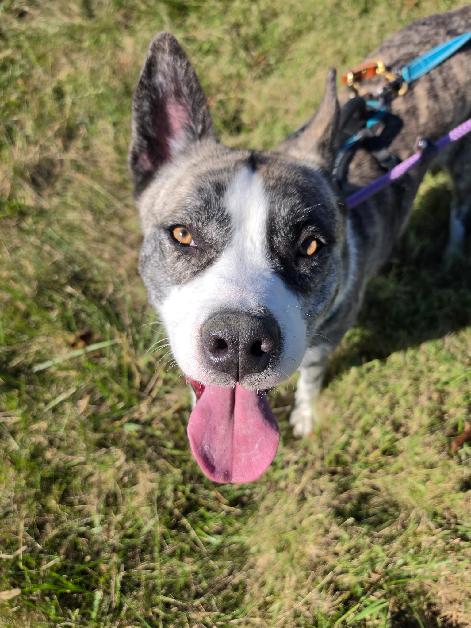 Enlarge Moose, a Adoptable mixed breed in Chicago, IL image 5/5