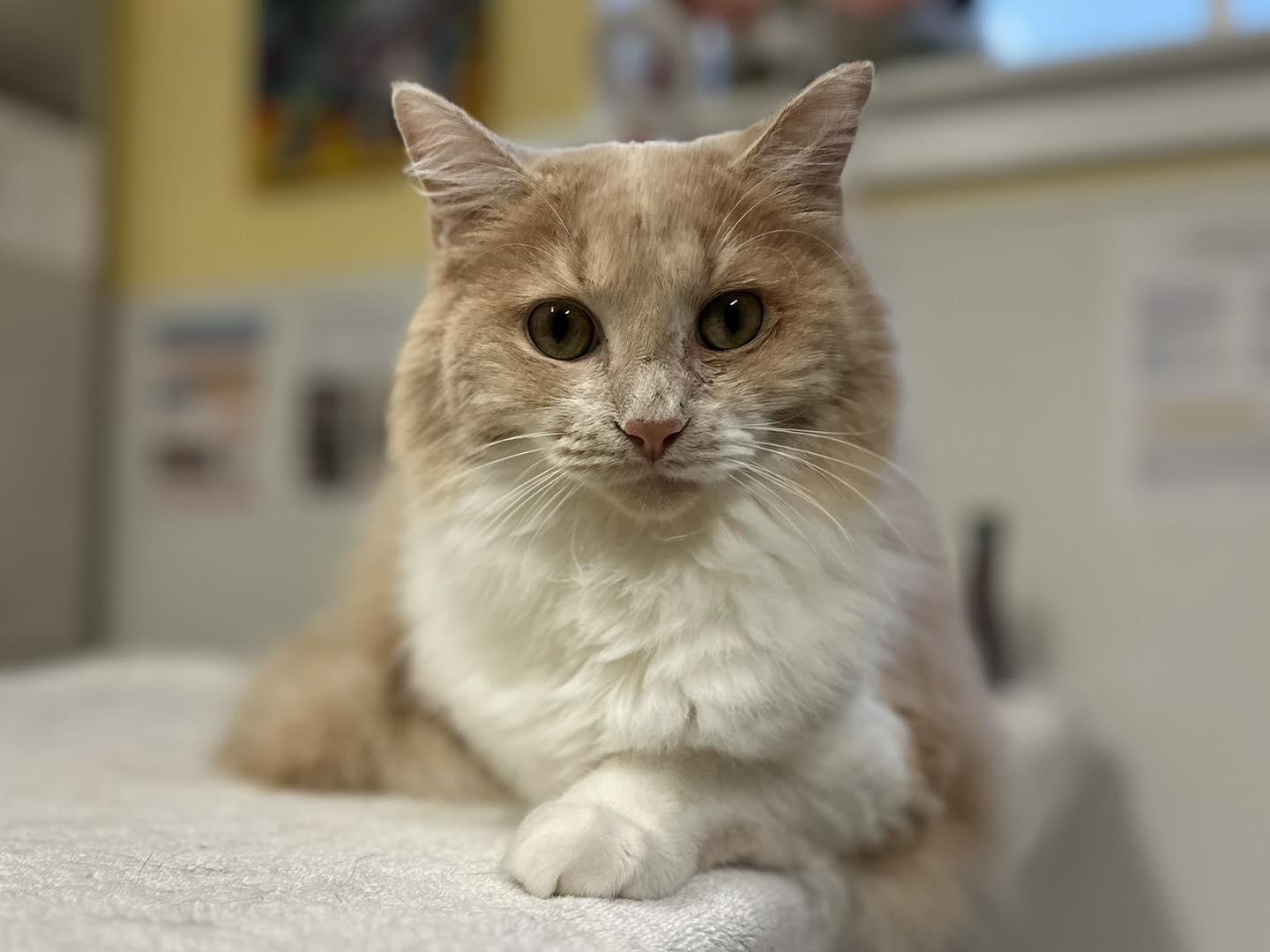 Peter Cottontail, an adoptable mixed breed in Chattanooga, TN image 2/6