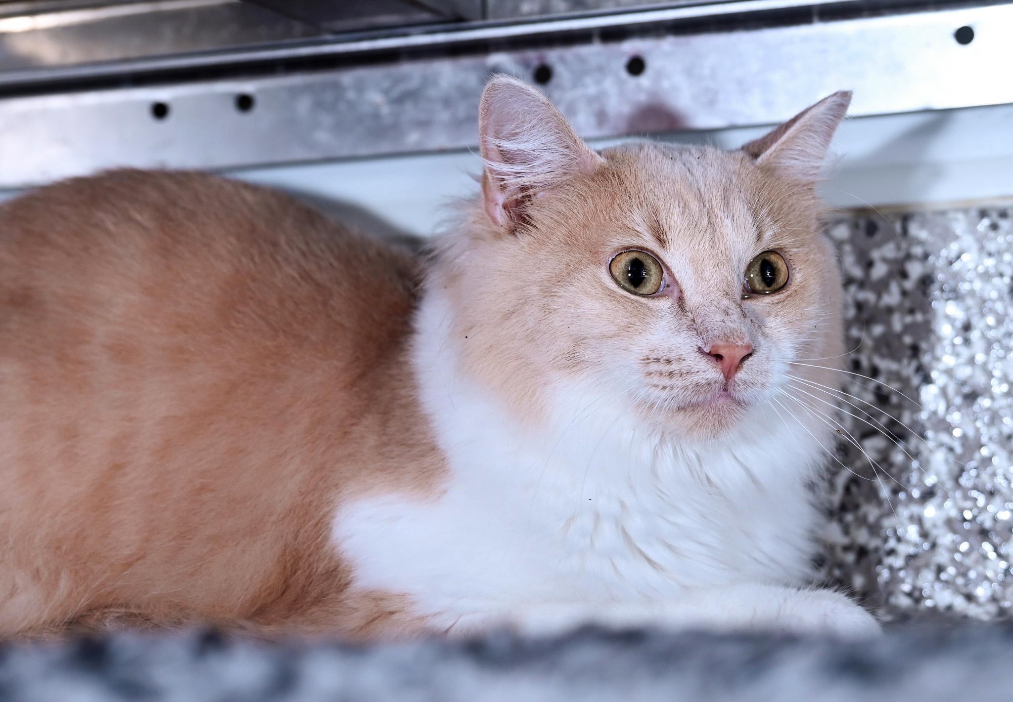 Enlarge Peter Cottontail, a Adoptable mixed breed in Chattanooga, TN image 4/4
