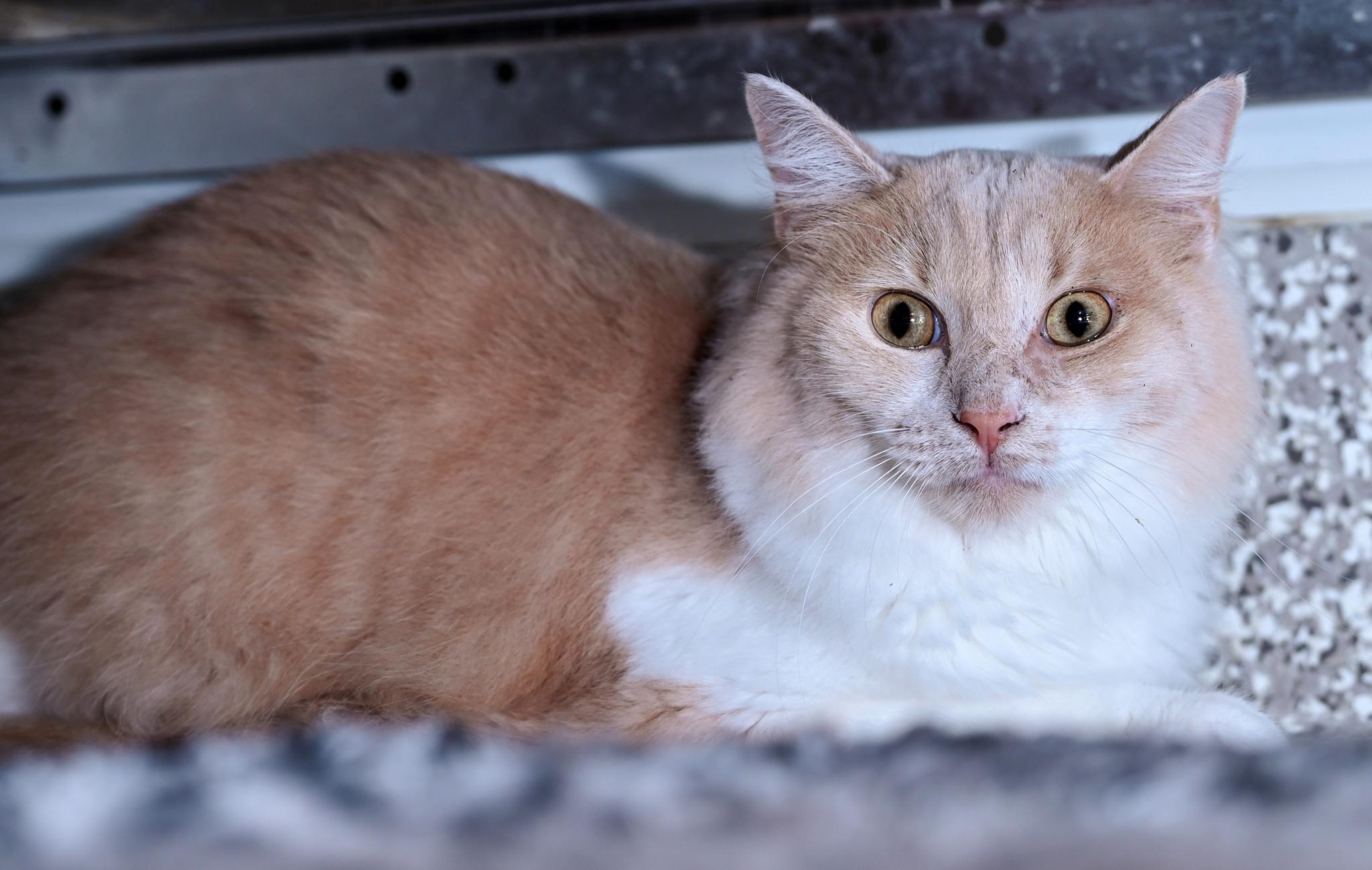 Peter Cottontail, Adoptable, Young Male Domestic Long Hair & Tabby.