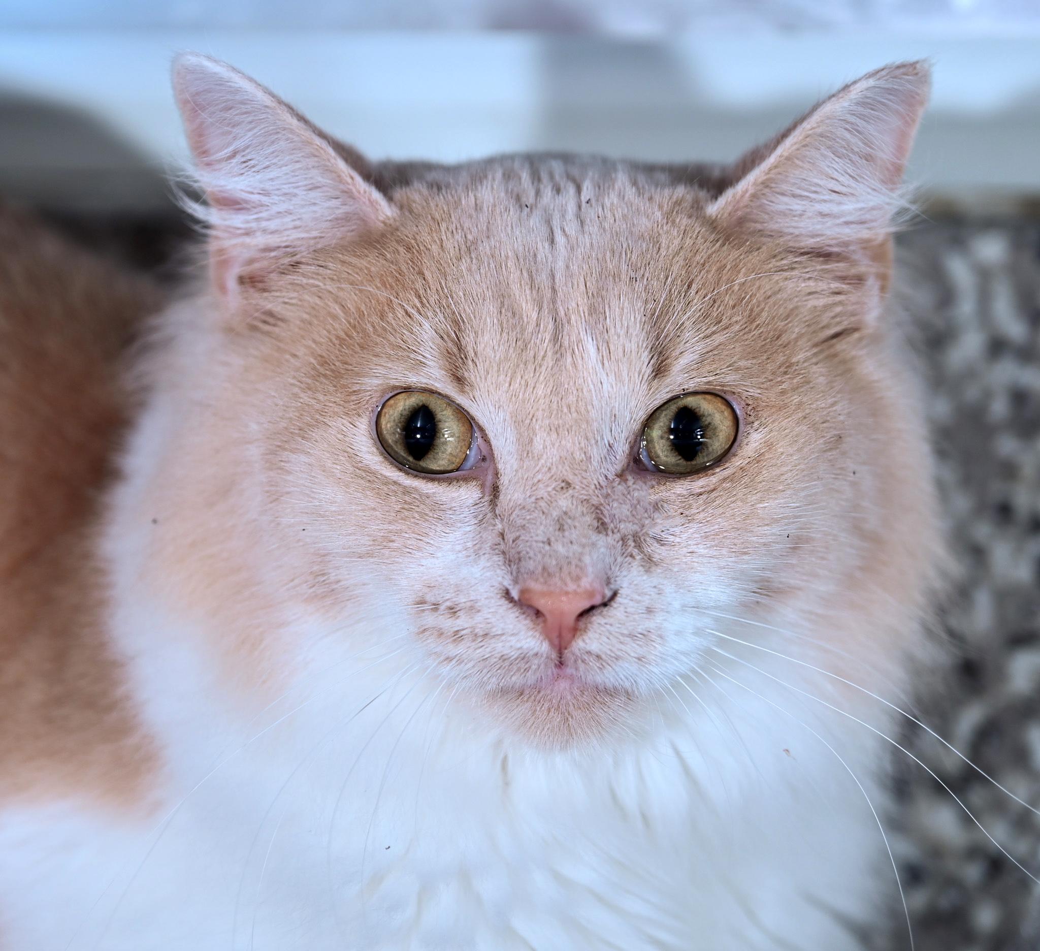 Enlarge Peter Cottontail, a Adoptable mixed breed in Chattanooga, TN image 2/4