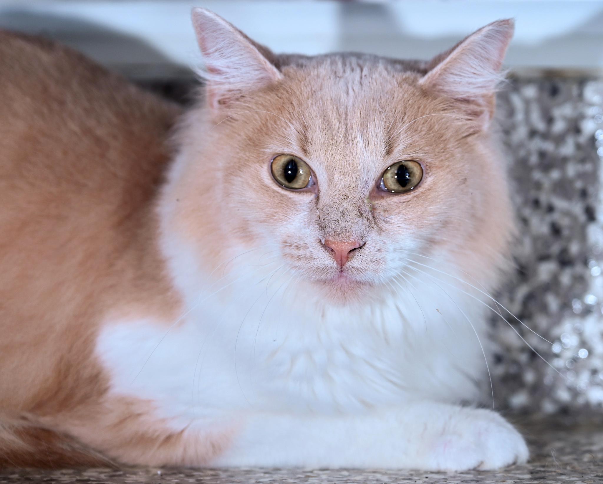Enlarge Peter Cottontail, a Adoptable mixed breed in Chattanooga, TN image 3/4