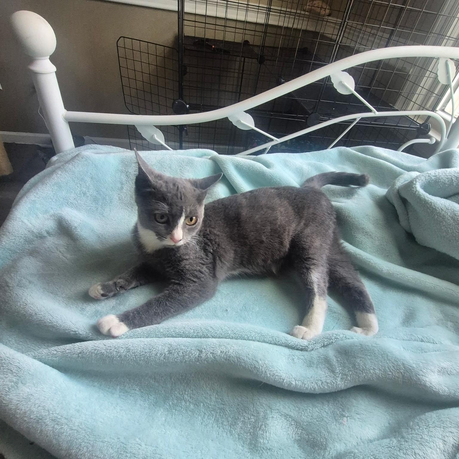 Enlarge Ren, a Adopted Domestic Short Hair in Raritan, NJ image 2/3