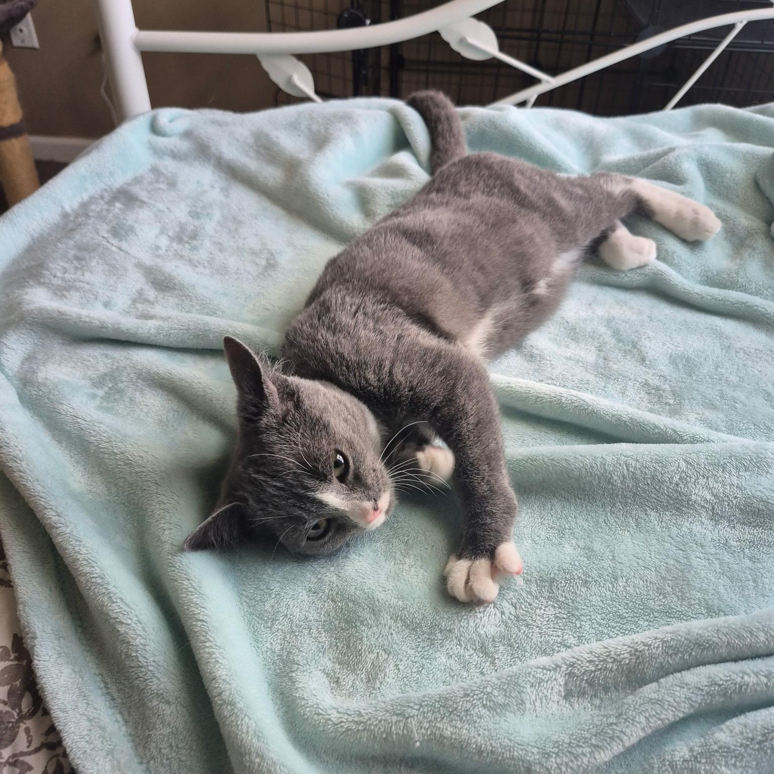 Enlarge Ren, a Adopted Domestic Short Hair in Raritan, NJ image 3/3