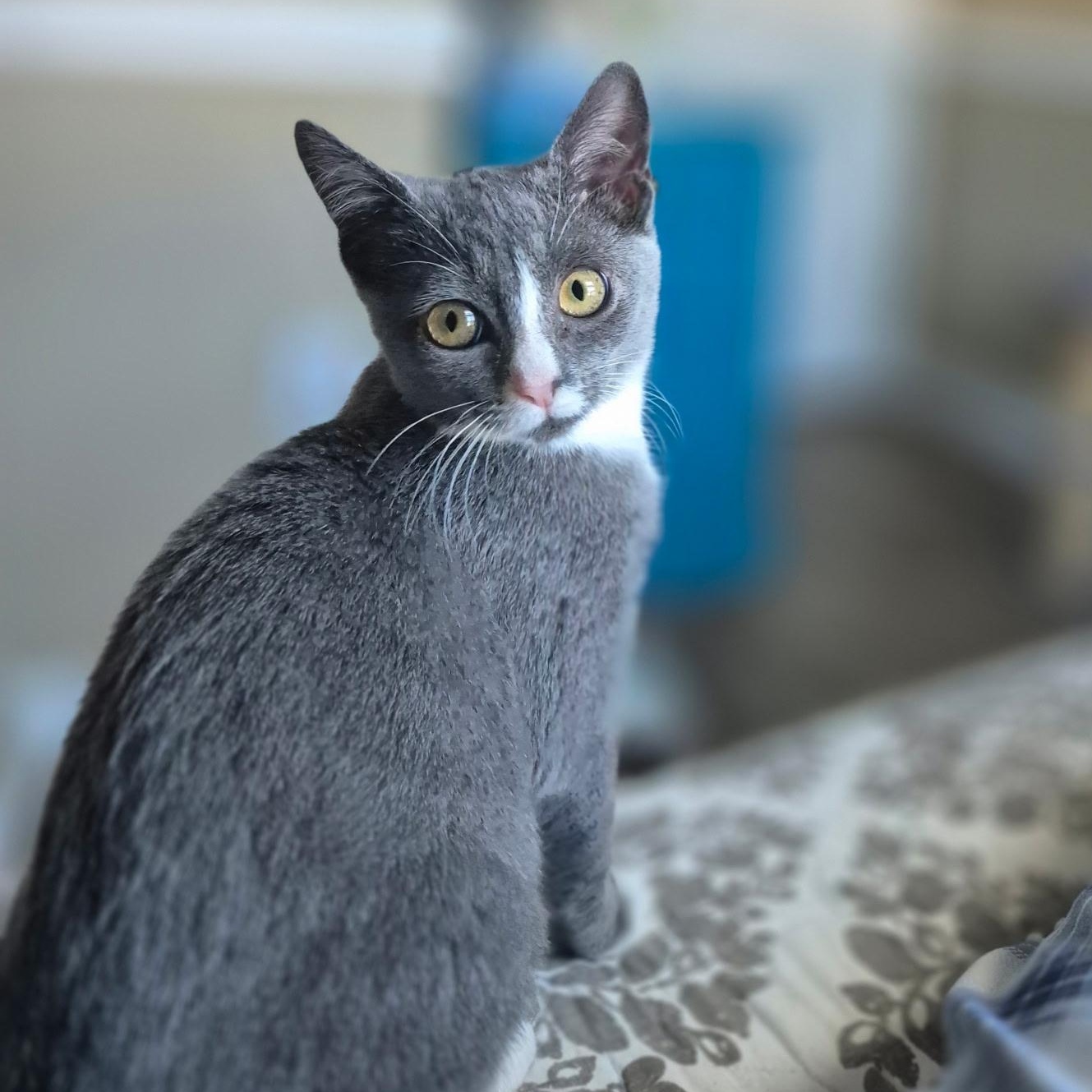 Ren, Adopted, Kitten Female Domestic Short Hair.