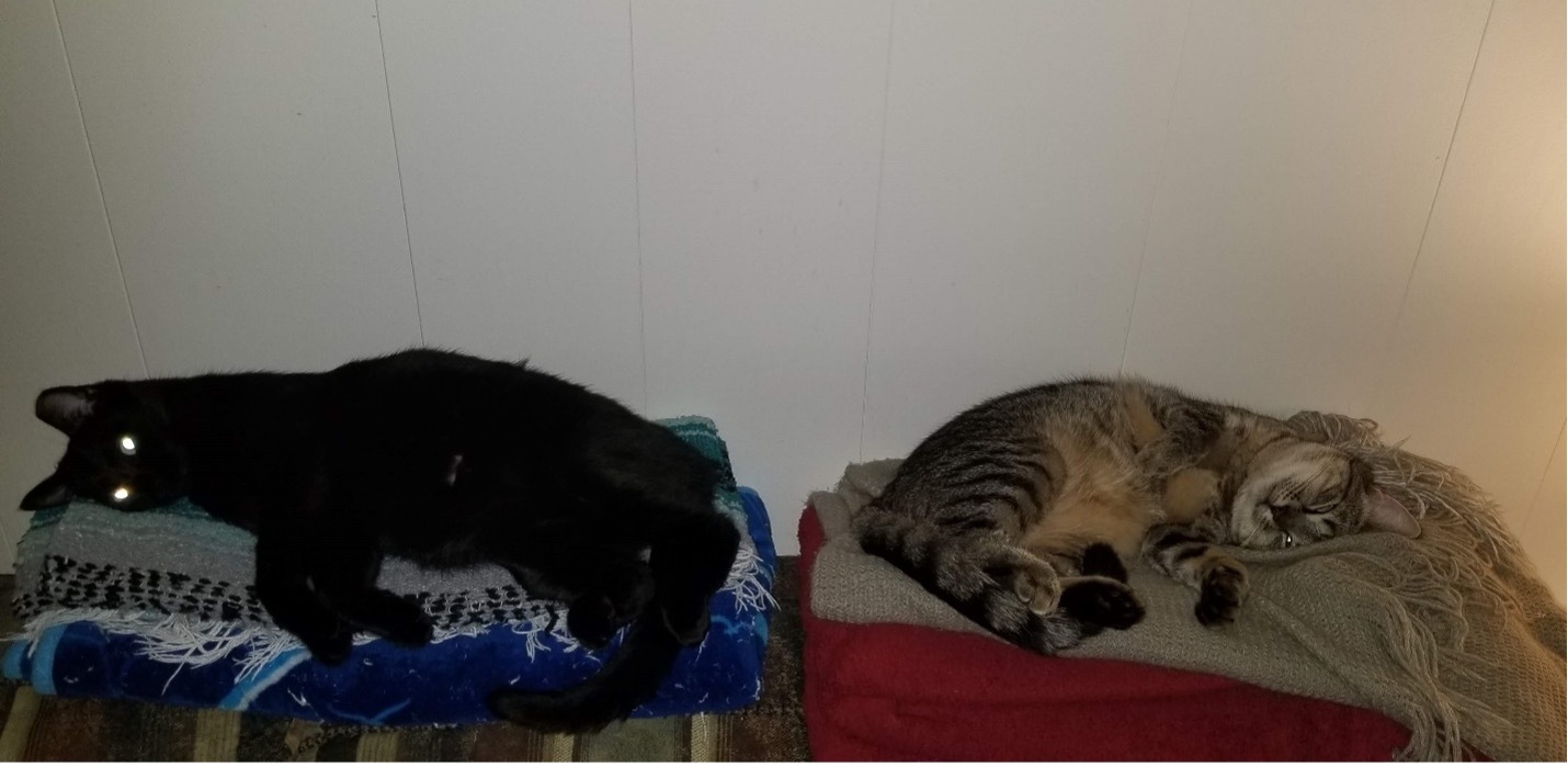 Chrissy, Adoptable, Adult Female Domestic Short Hair.