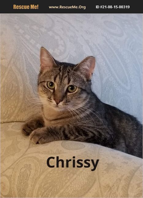 Chrissy, Adoptable, Adult Female Domestic Short Hair.