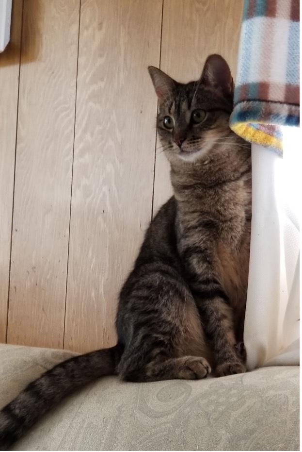 Enlarge Chrissy, a Adoptable Domestic Short Hair in Grayslake, IL image 3/10