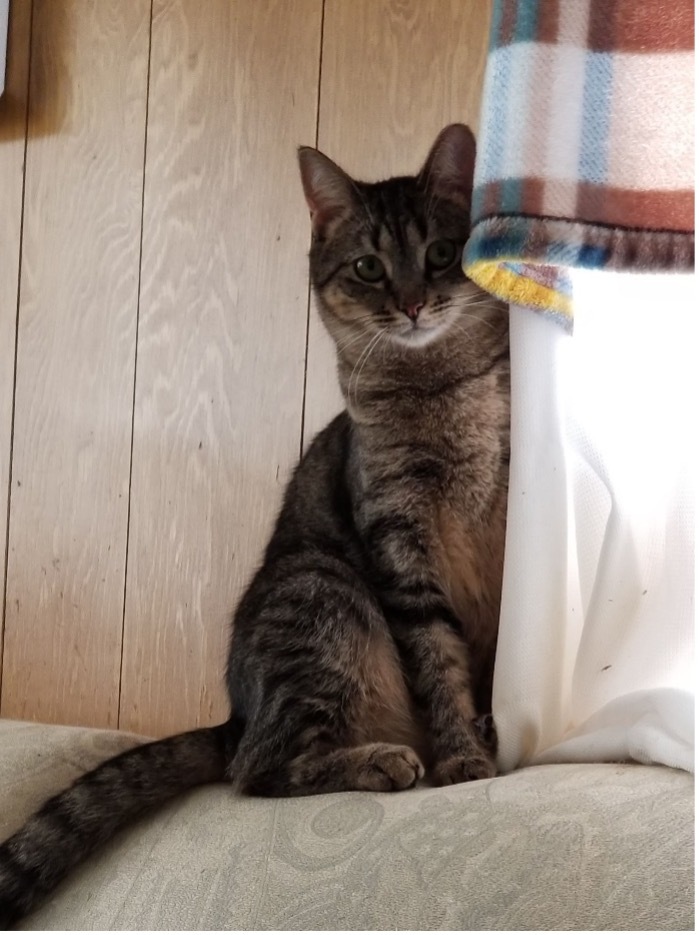 Enlarge Chrissy, a Adoptable Domestic Short Hair in Grayslake, IL image 4/10