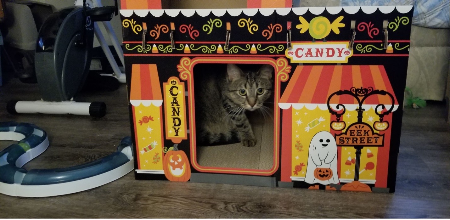 Enlarge Chrissy, a Adoptable Domestic Short Hair in Grayslake, IL image 5/10