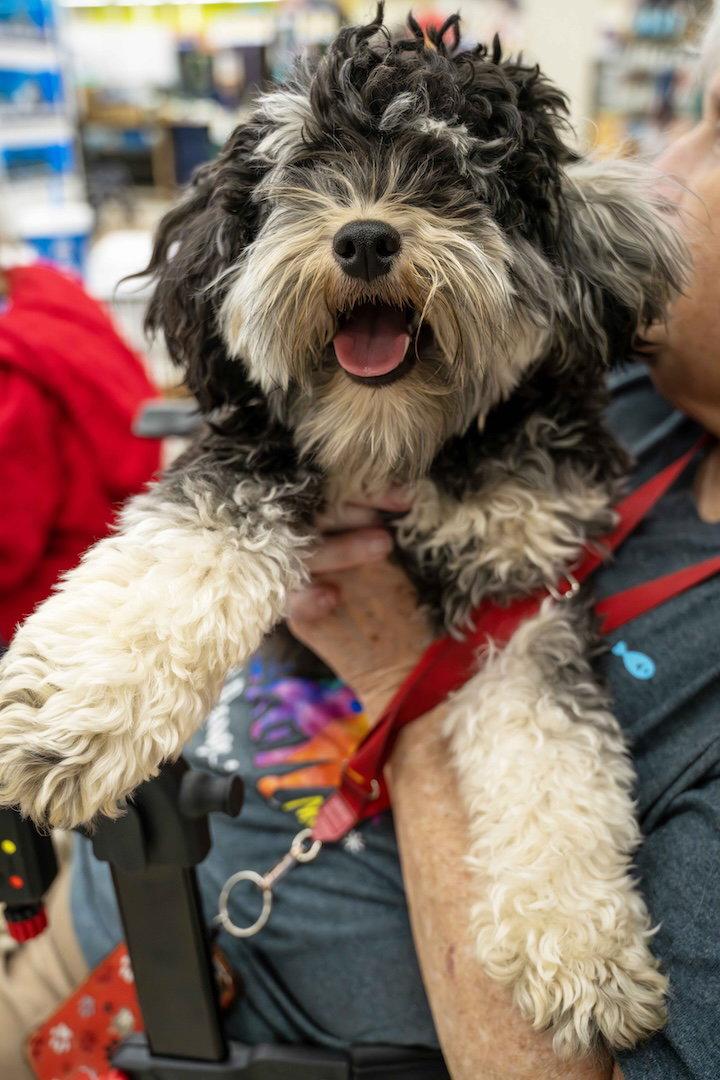 Lucy, Adopted, Young Female Cockapoo.