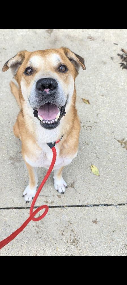 Red #161, Adoptable, Adult Male Shepherd.