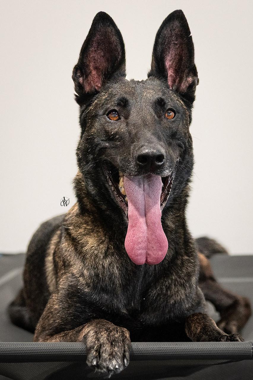 Ares, an adopted mixed breed in Montreal, QC image 3/6