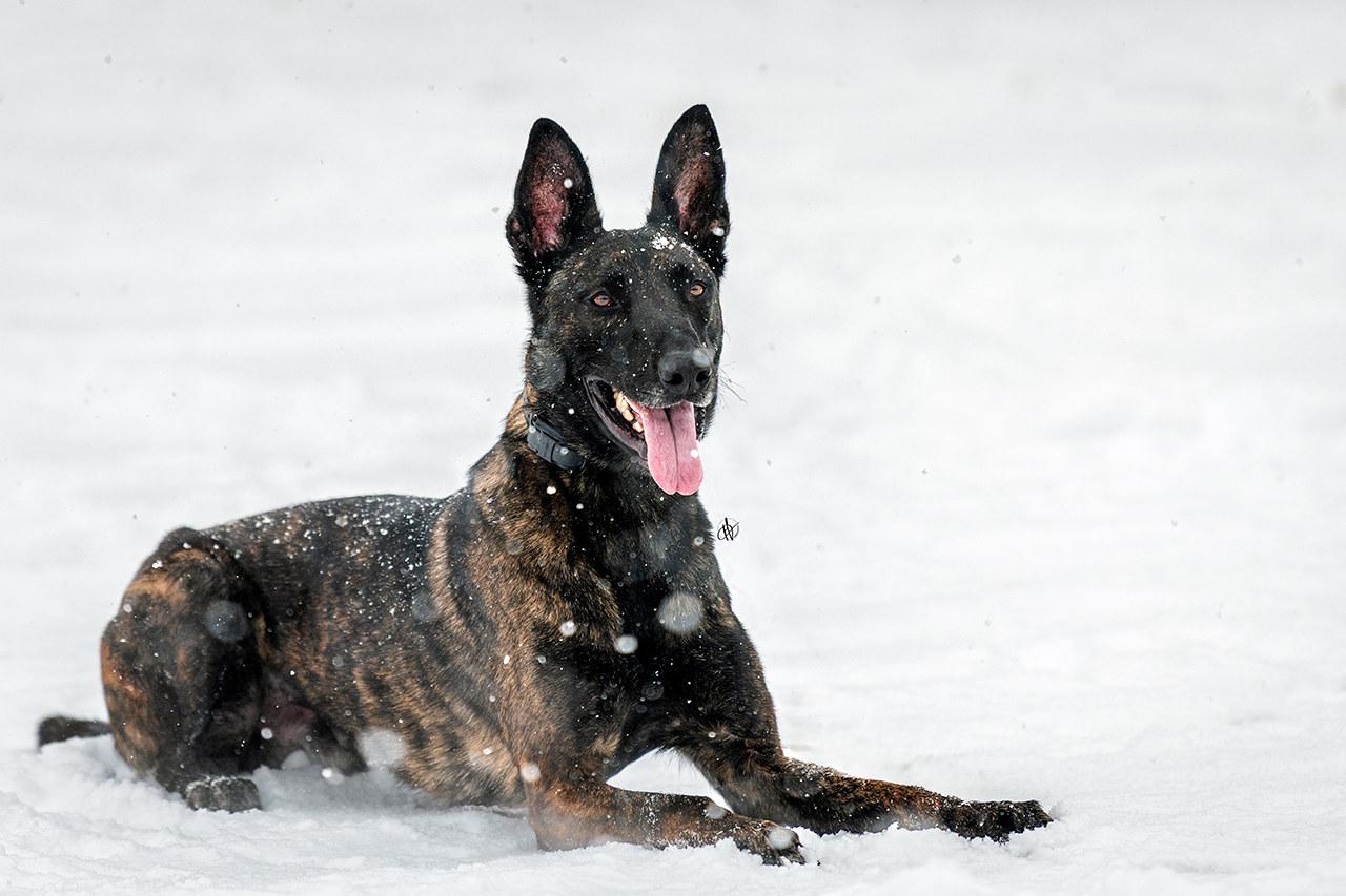 Ares, adopted, Adult Male Dutch Shepherd & Belgian Shepherd / Malinois.