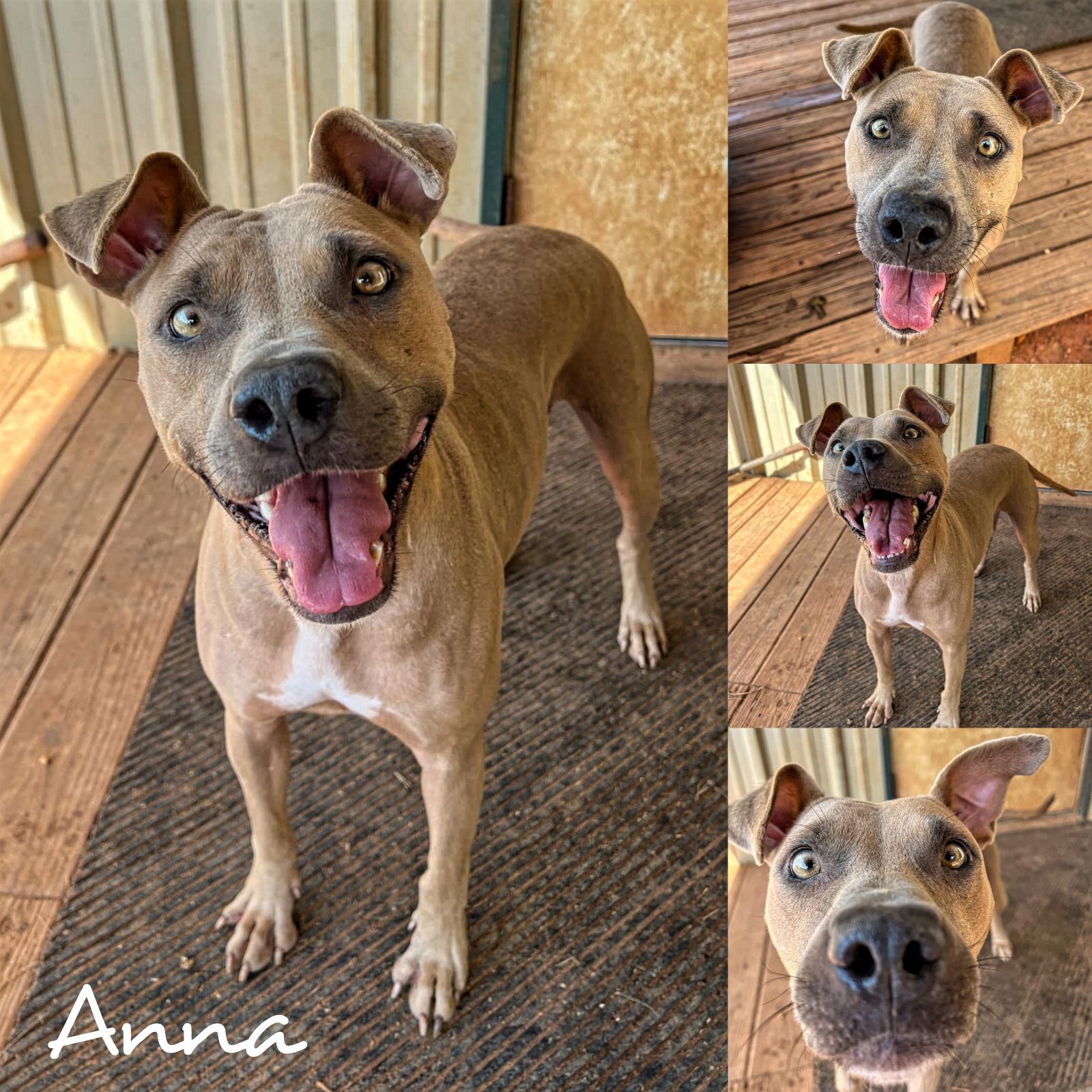 Dog for adoption Anna, an American Staffordshire Terrier Mix in