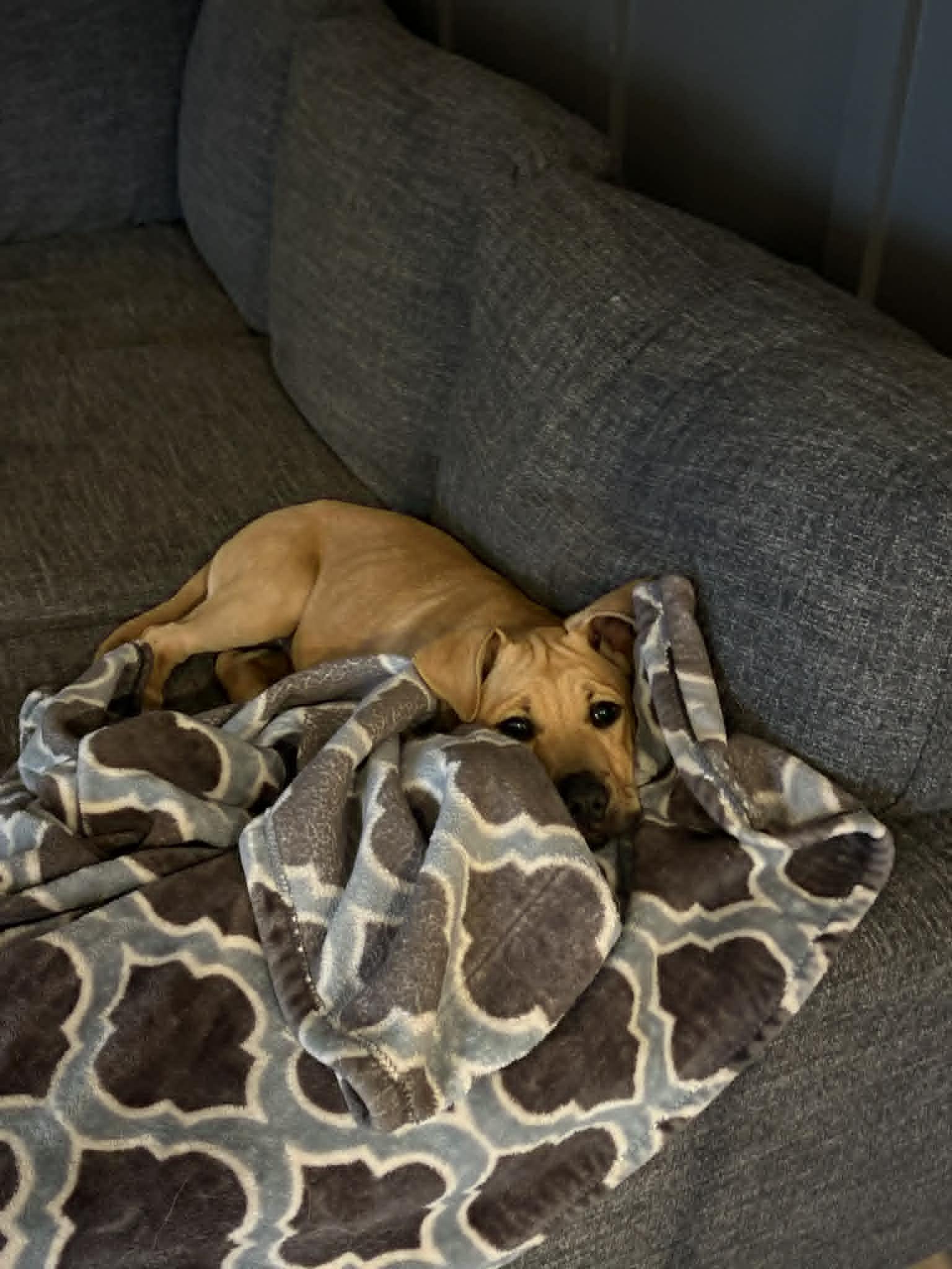 Enlarge Benny, an adopted Mixed Breed in Indianapolis, IN image 3/6