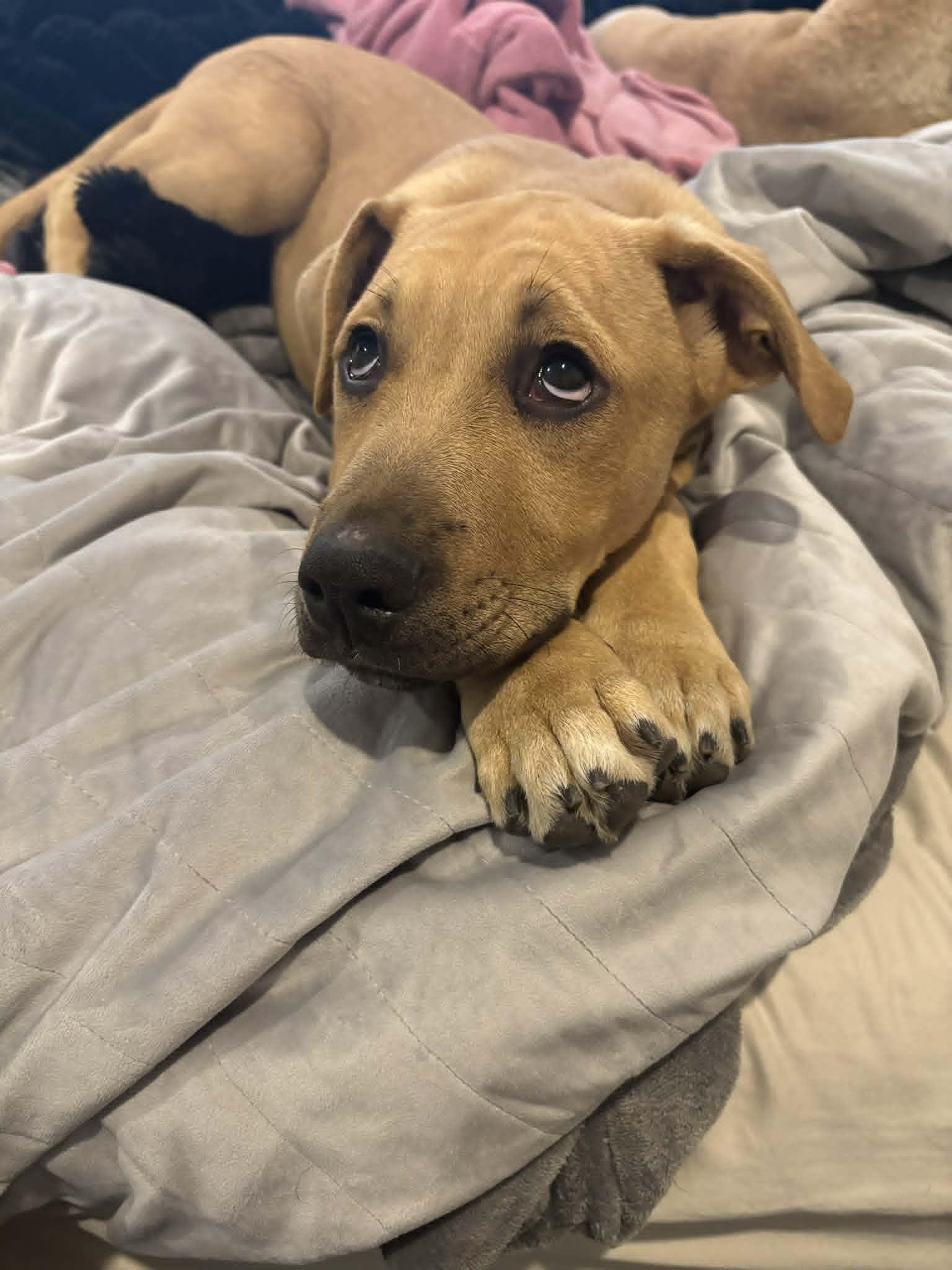 Enlarge Benny, an adopted Mixed Breed in Indianapolis, IN image 6/6