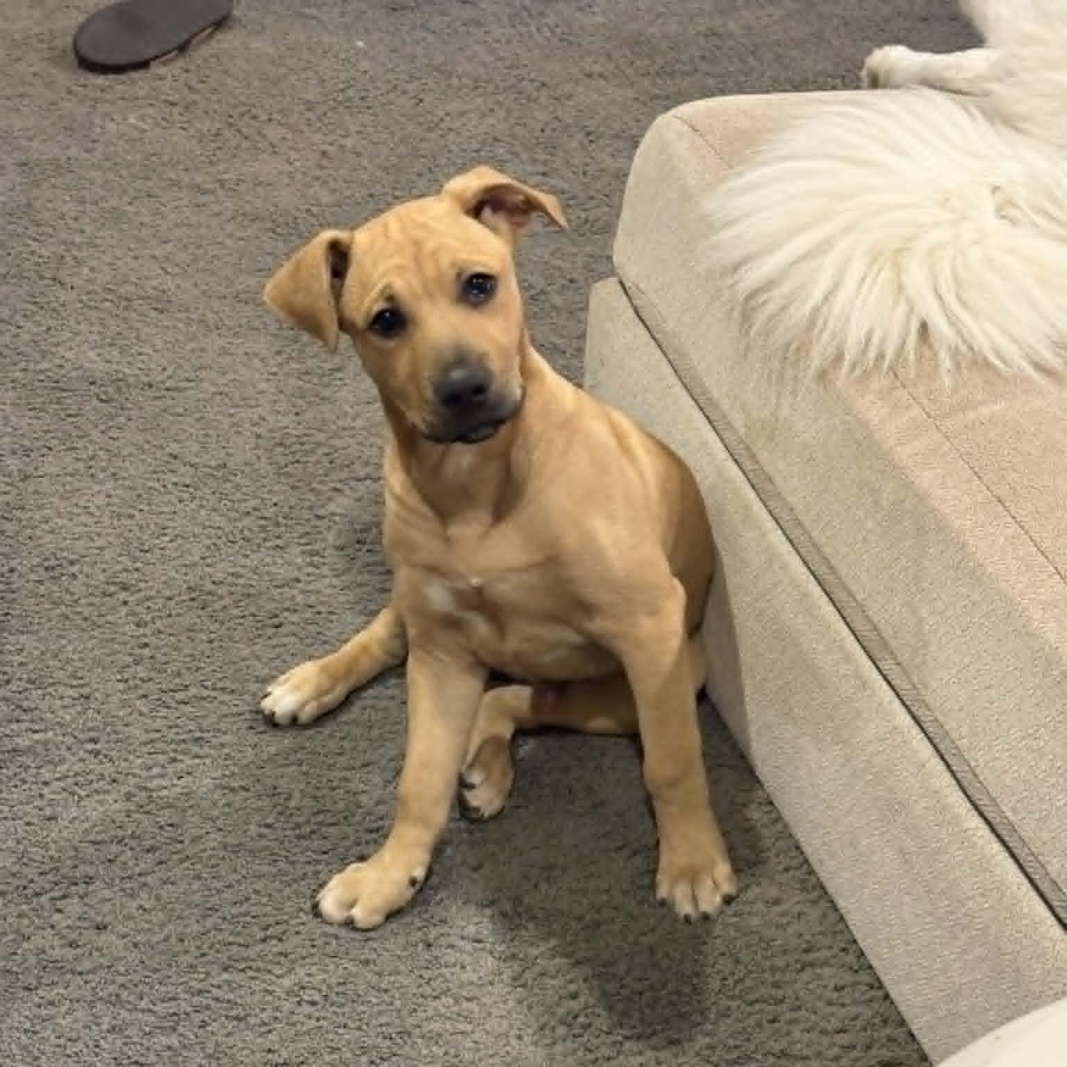 Enlarge Benny, an adopted Mixed Breed in Indianapolis, IN image 1/6