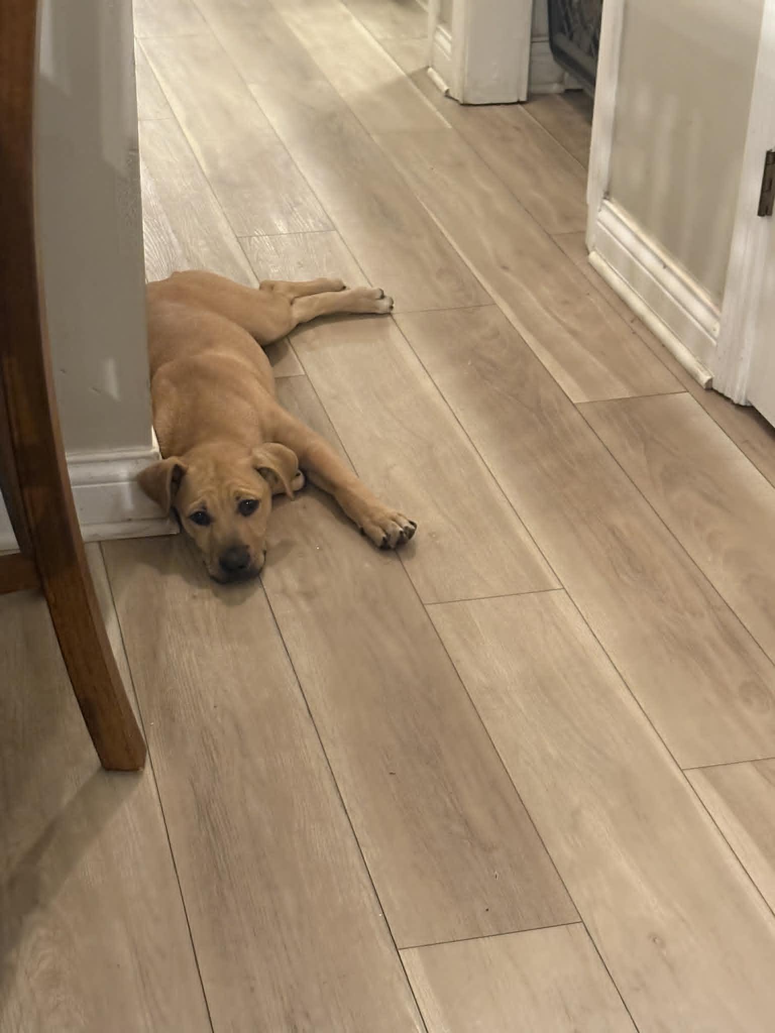 Enlarge Benny, an adopted Mixed Breed in Indianapolis, IN image 5/6