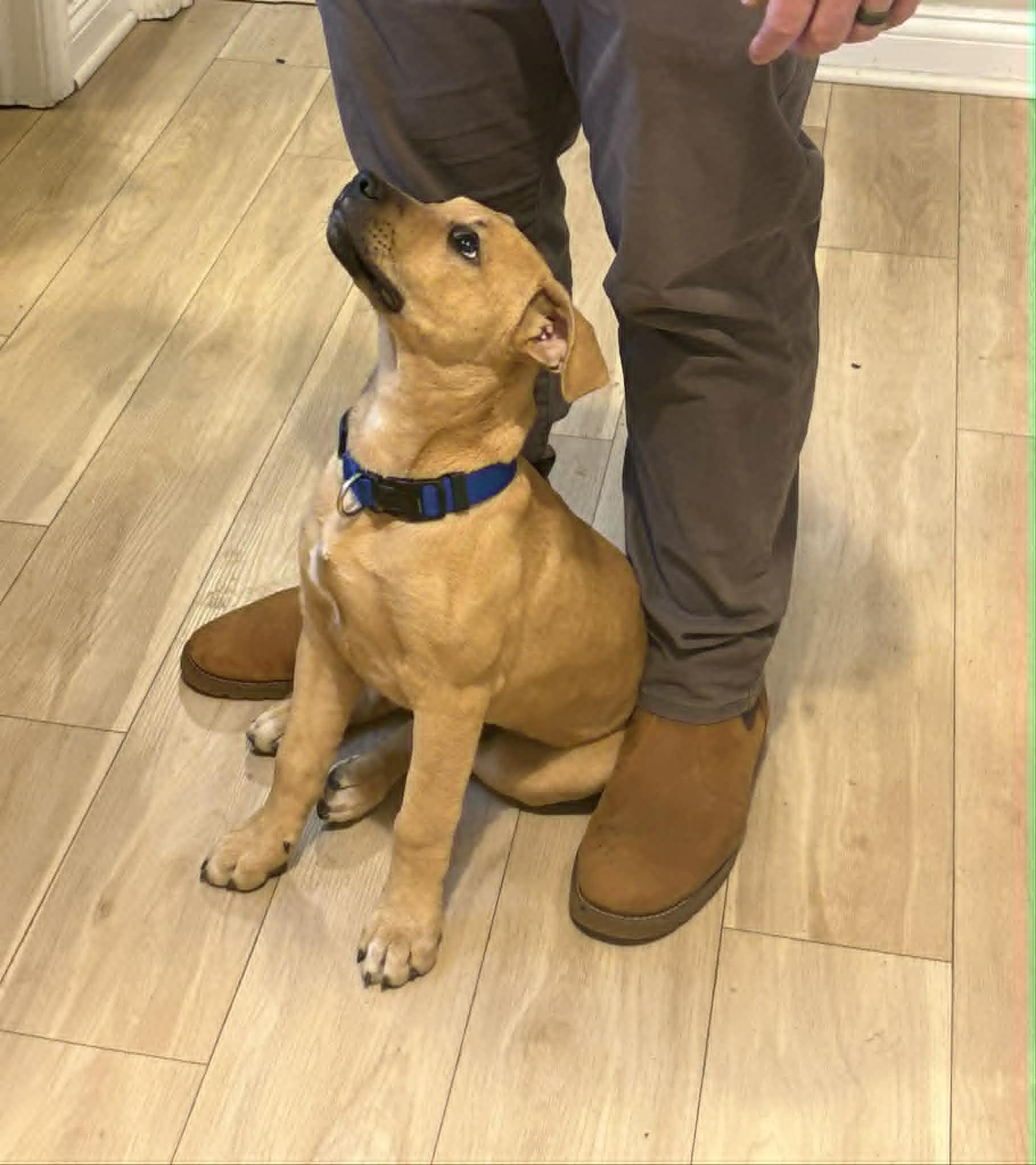 Enlarge Benny, an adopted Mixed Breed in Indianapolis, IN image 4/6
