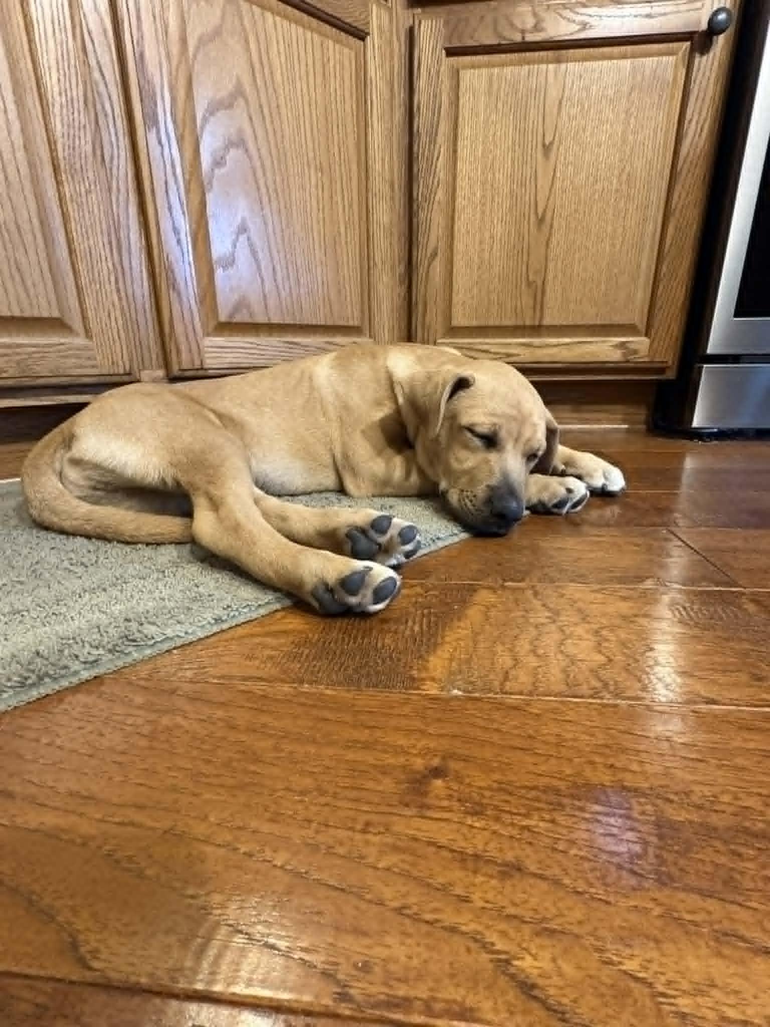 Enlarge Benny, an adopted Mixed Breed in Indianapolis, IN image 2/6