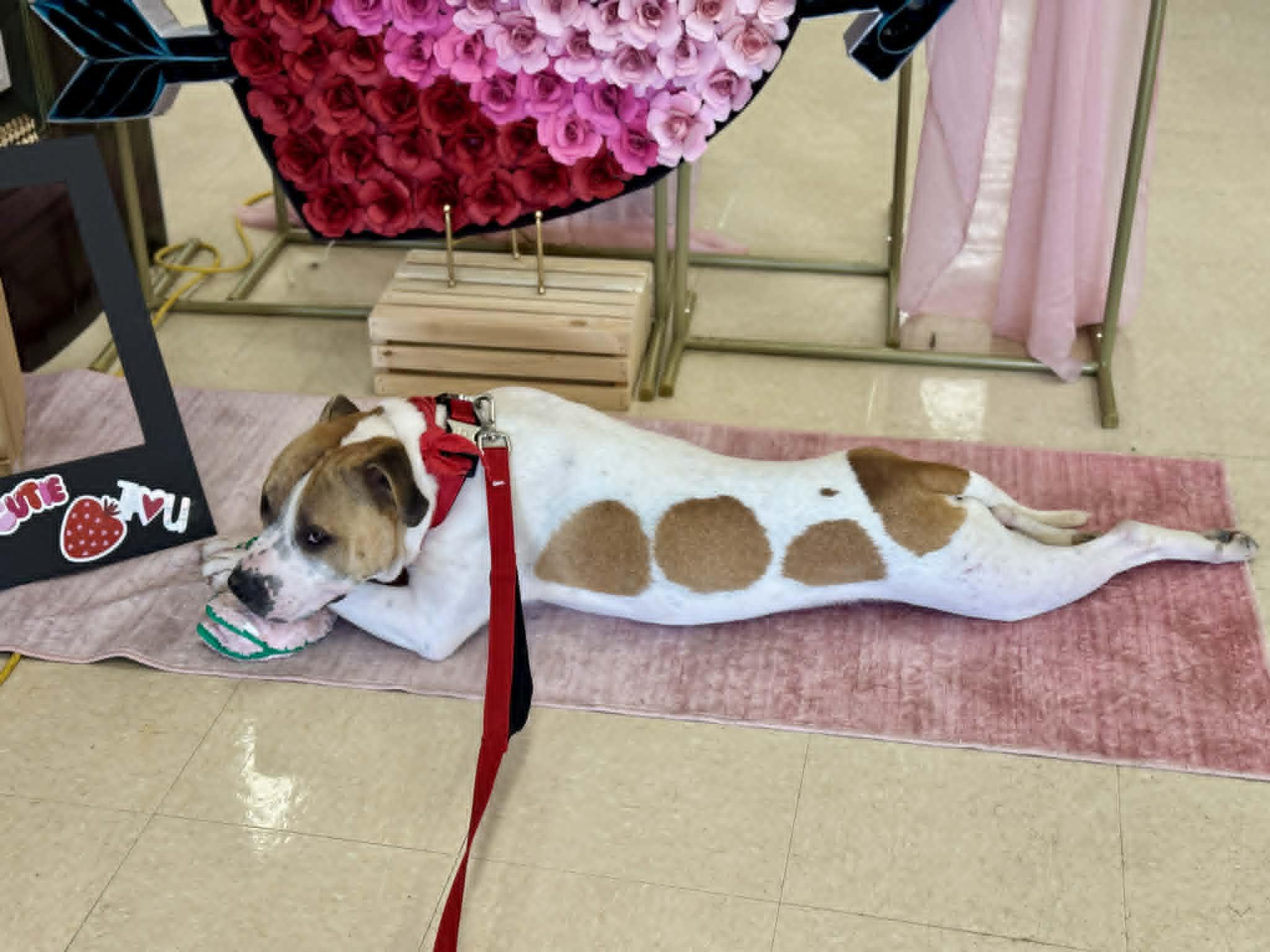 Chowder — thumbnail 2