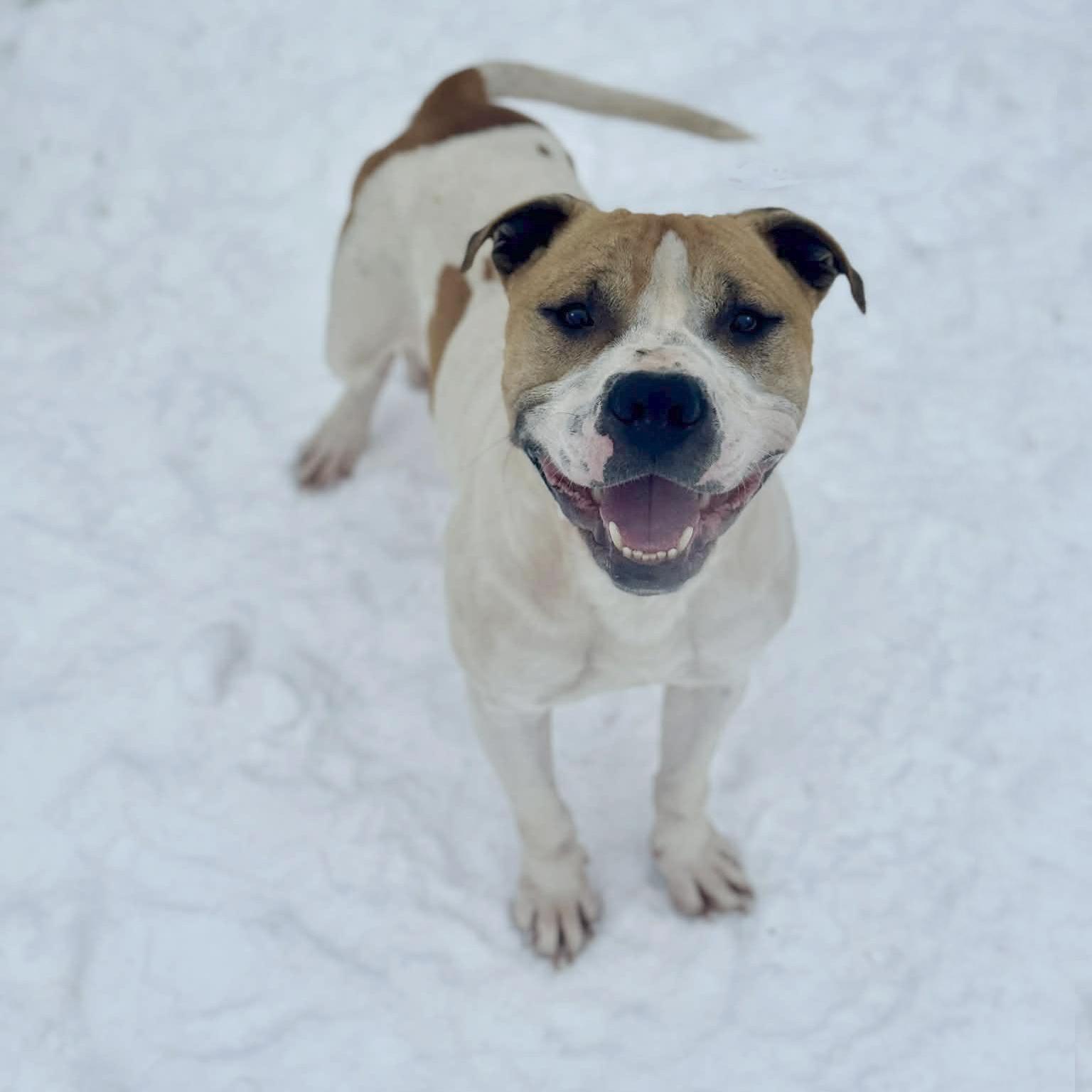 Chowder, ADOPTABLE, Adult Male Mixed Breed.