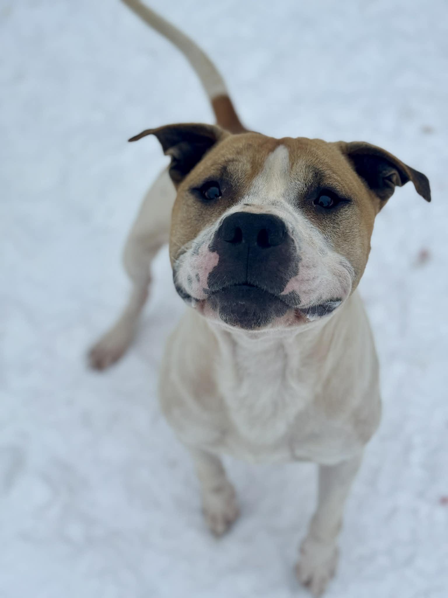 Chowder — thumbnail 4