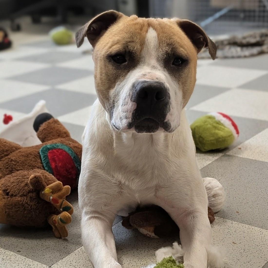 Chowder, ADOPTABLE, Adult Male Mixed Breed.