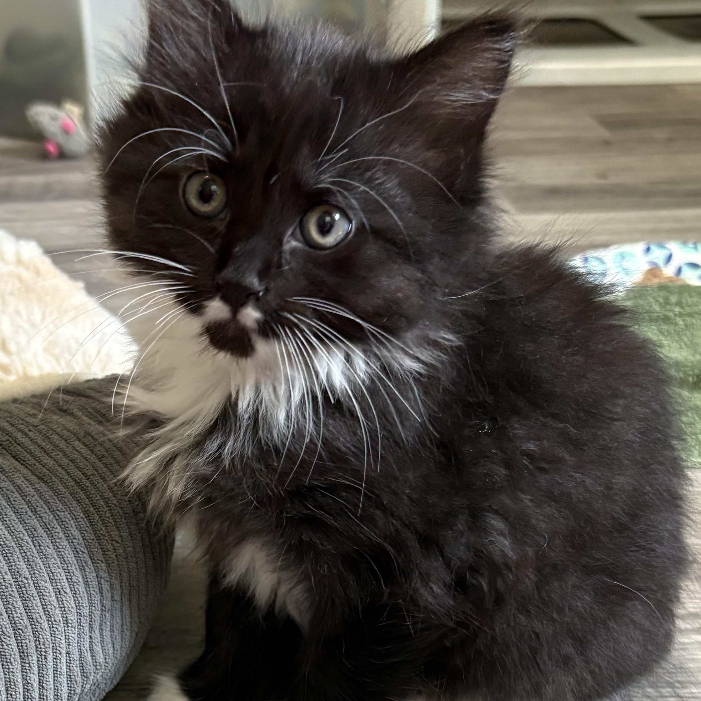 Phantom, an adopted Domestic Long Hair in Geneseo, IL image 2/2